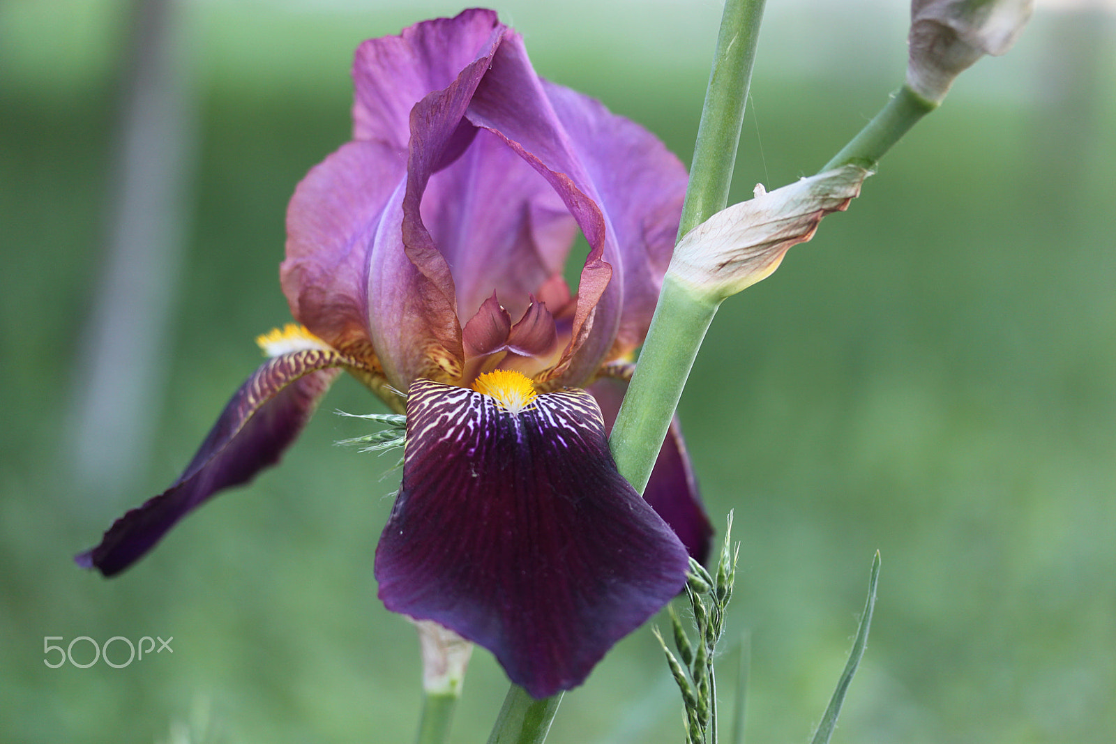 Canon EF-S 60mm F2.8 Macro USM sample photo. *** photography