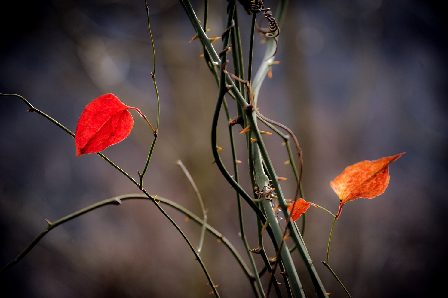 Nikon D700 sample photo. Romantic photography