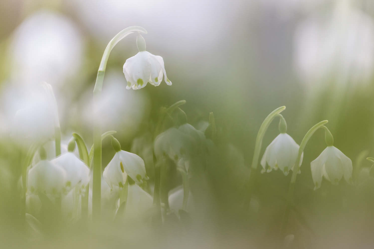 Canon EOS 6D + Canon EF 300mm F4L IS USM sample photo. Leucojum vernum photography