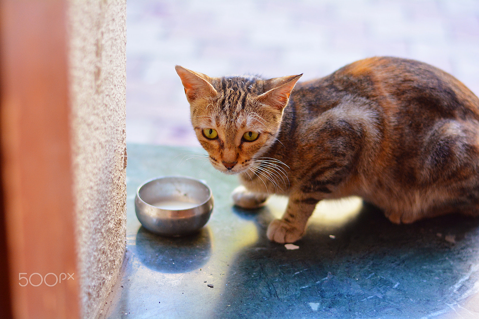 AF-S DX Zoom-Nikkor 18-55mm f/3.5-5.6G ED II + 2.8x sample photo. Kitty photography