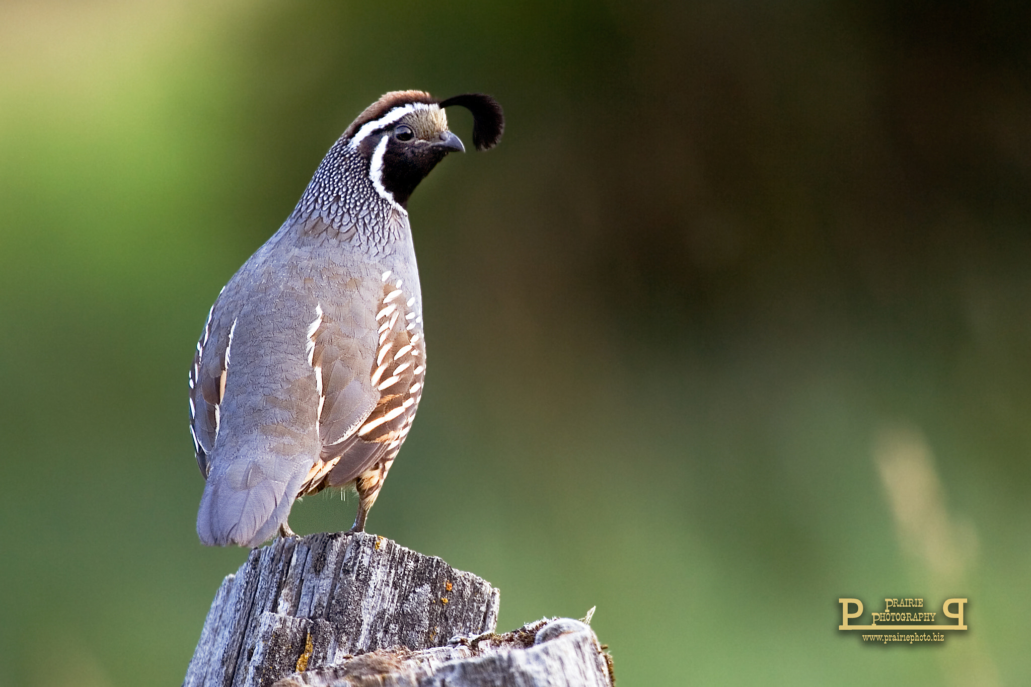 Canon EOS-1D Mark II N sample photo. California quail photography