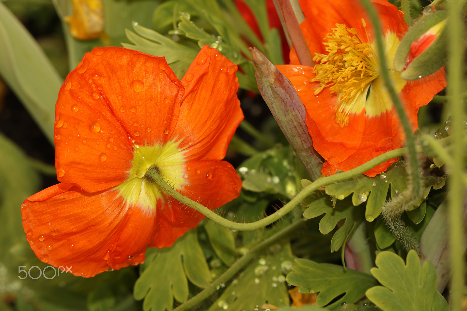Canon EF 100mm F2.8L Macro IS USM sample photo. Poppies 2547 photography