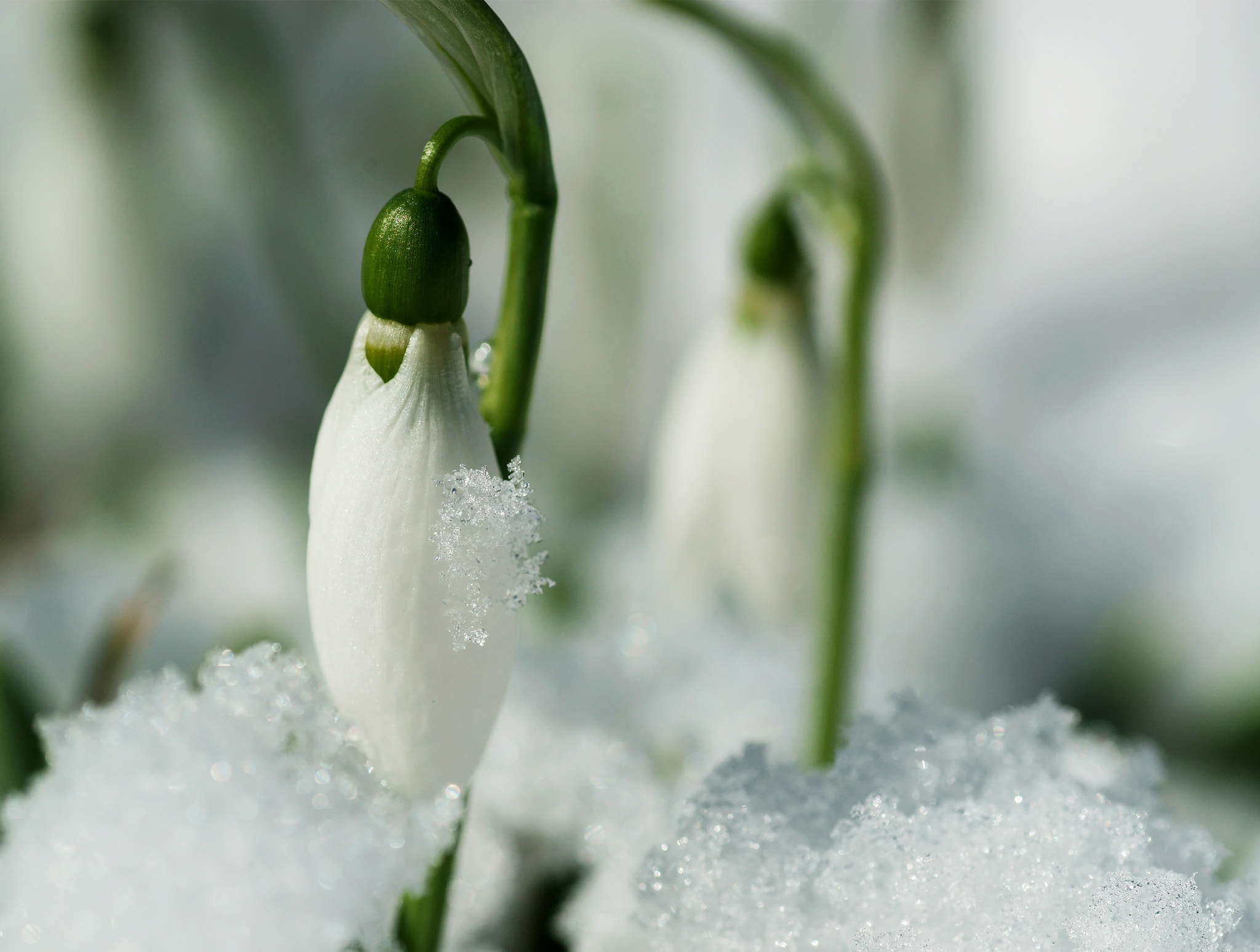 90mm F2.8 sample photo. Snowdrops photography