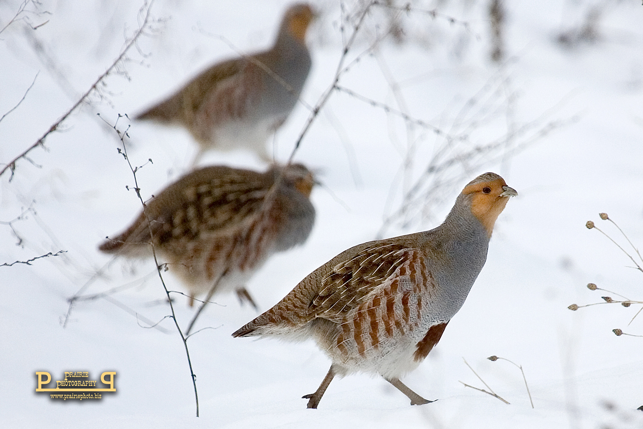 Canon EF 100-400mm F4.5-5.6L IS USM sample photo. Gray partridge photography