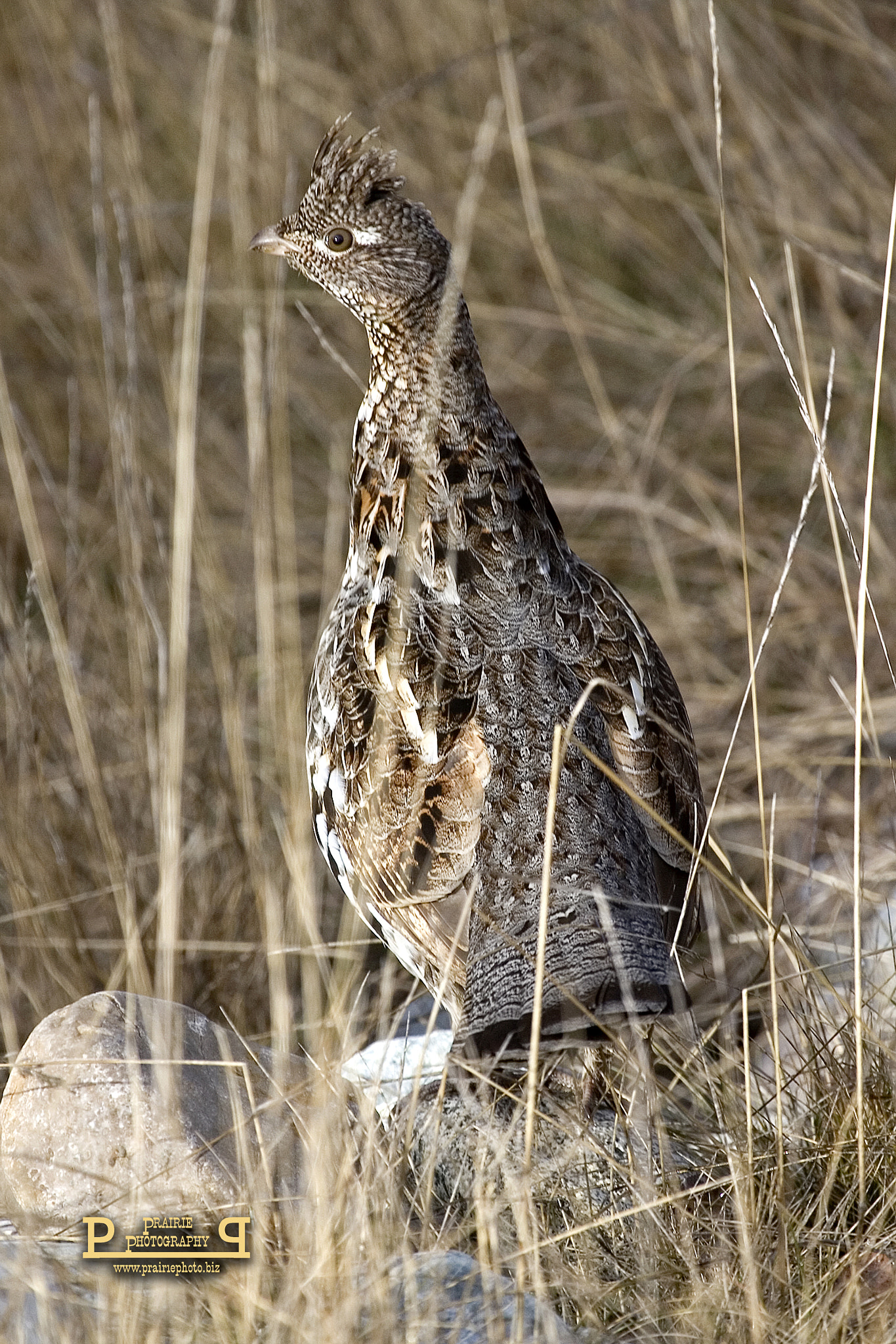 Canon EF 100-400mm F4.5-5.6L IS USM sample photo. Ruffed grouse photography