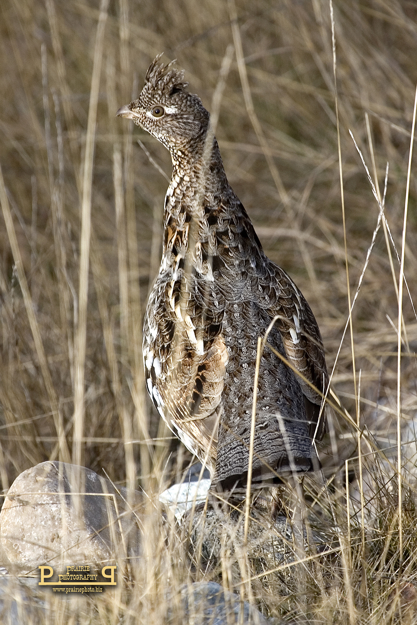 Canon EOS-1D Mark II N + Canon EF 100-400mm F4.5-5.6L IS USM sample photo. Ruffed grouse photography