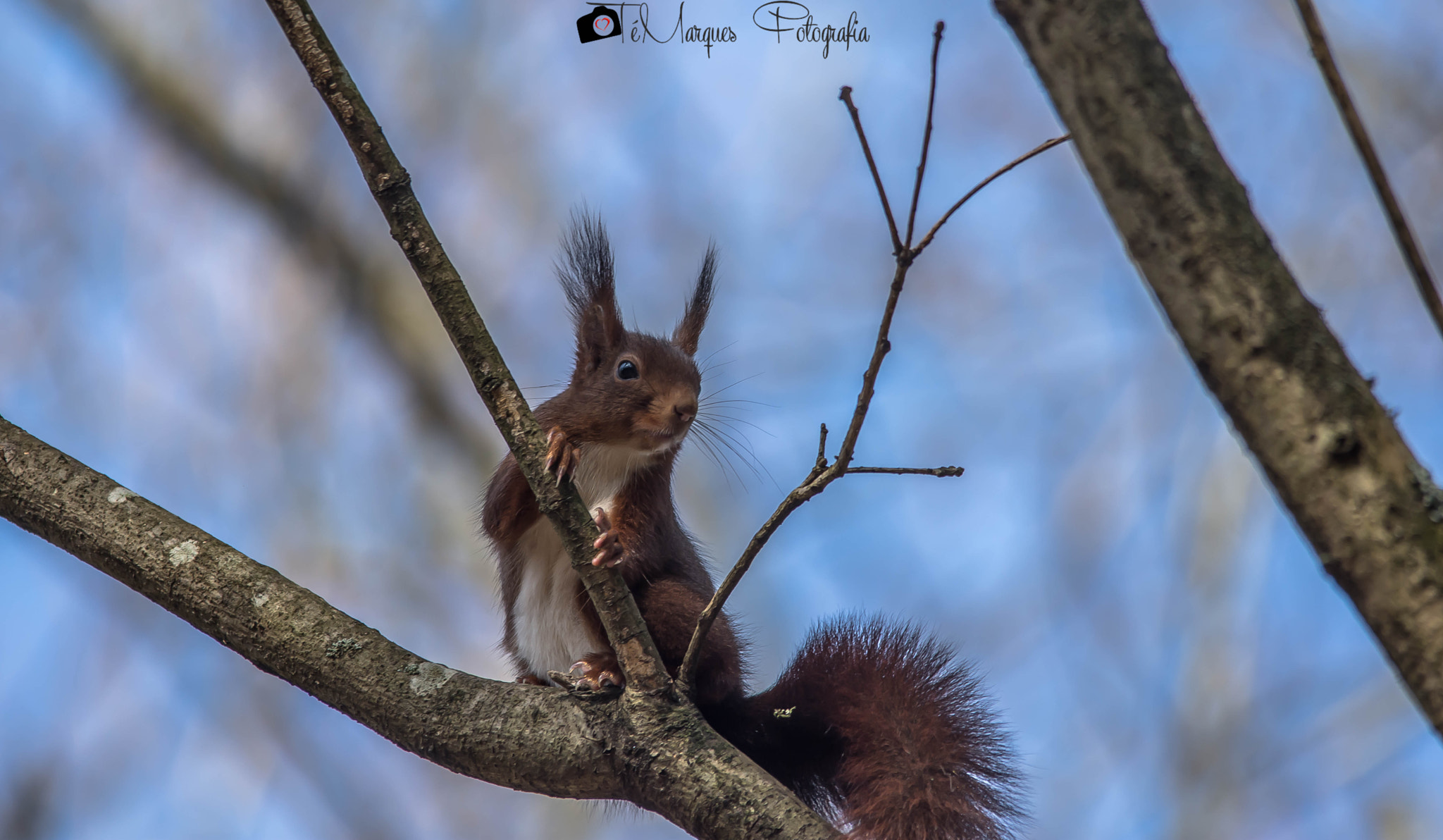Nikon D7200 sample photo. Cute squirrel photography