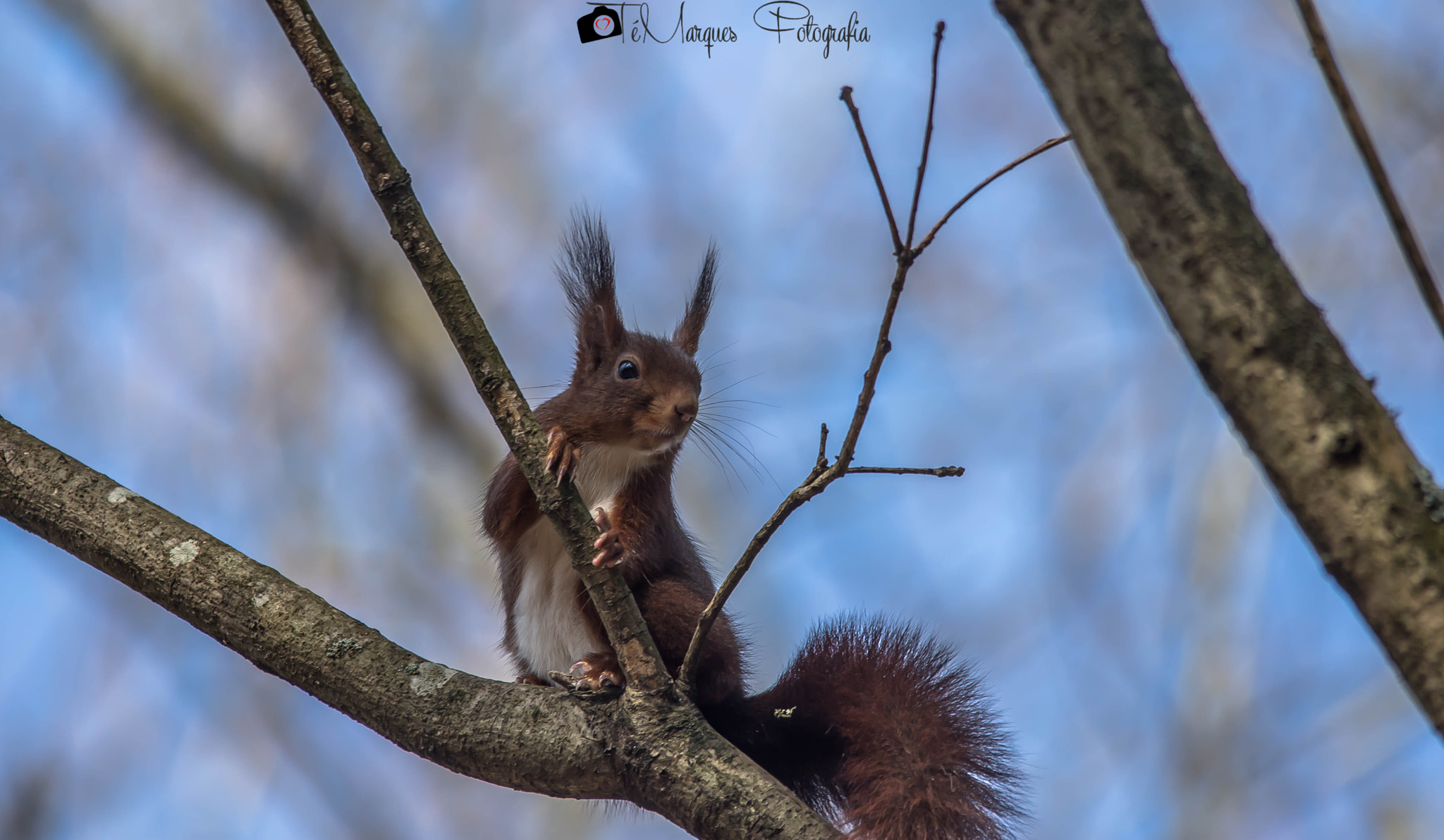 Sigma 150-500mm F5-6.3 DG OS HSM sample photo. Cute squirrel photography