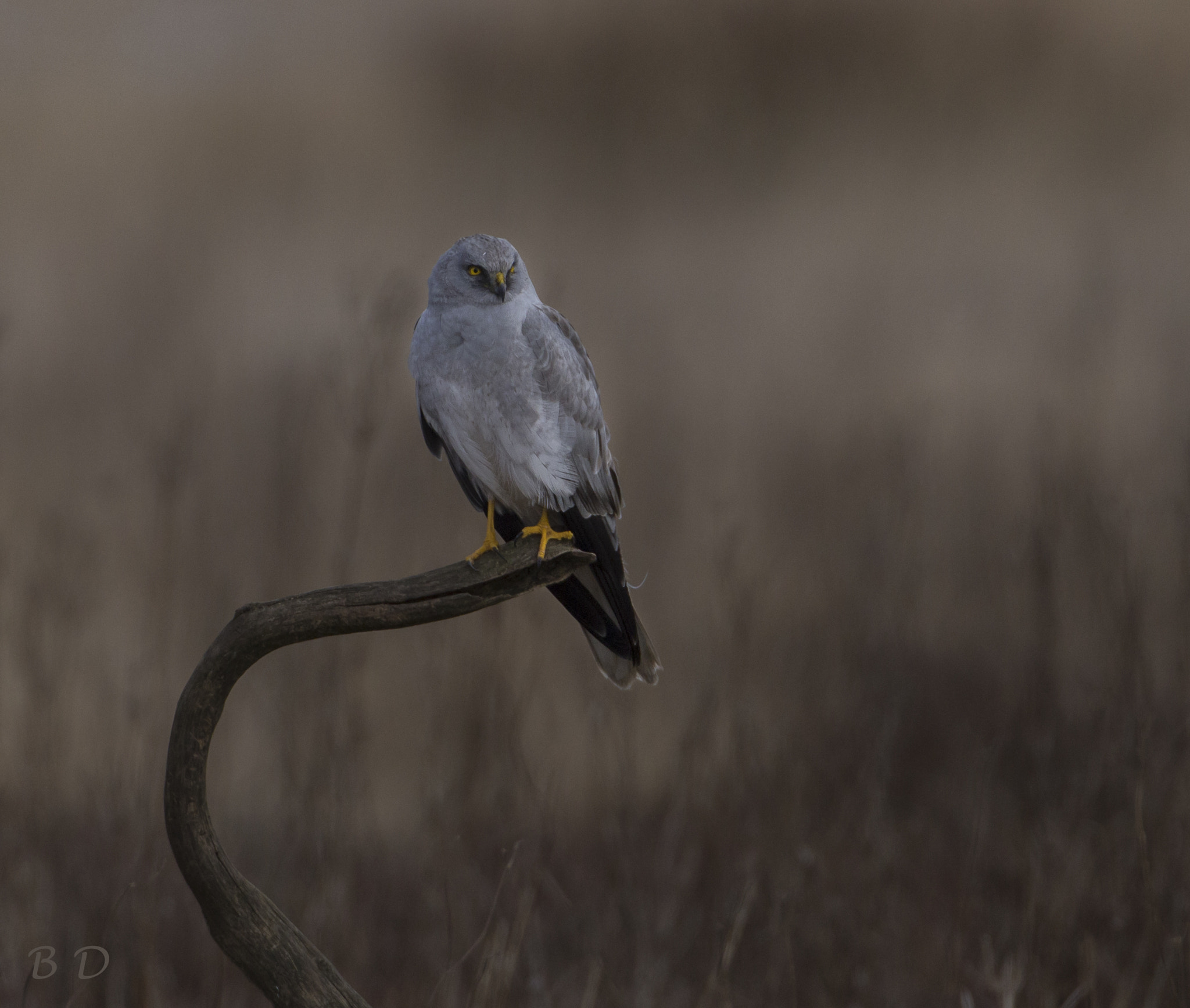Canon EOS 6D sample photo. Hen harriers male sitting and relaxing after a goo photography