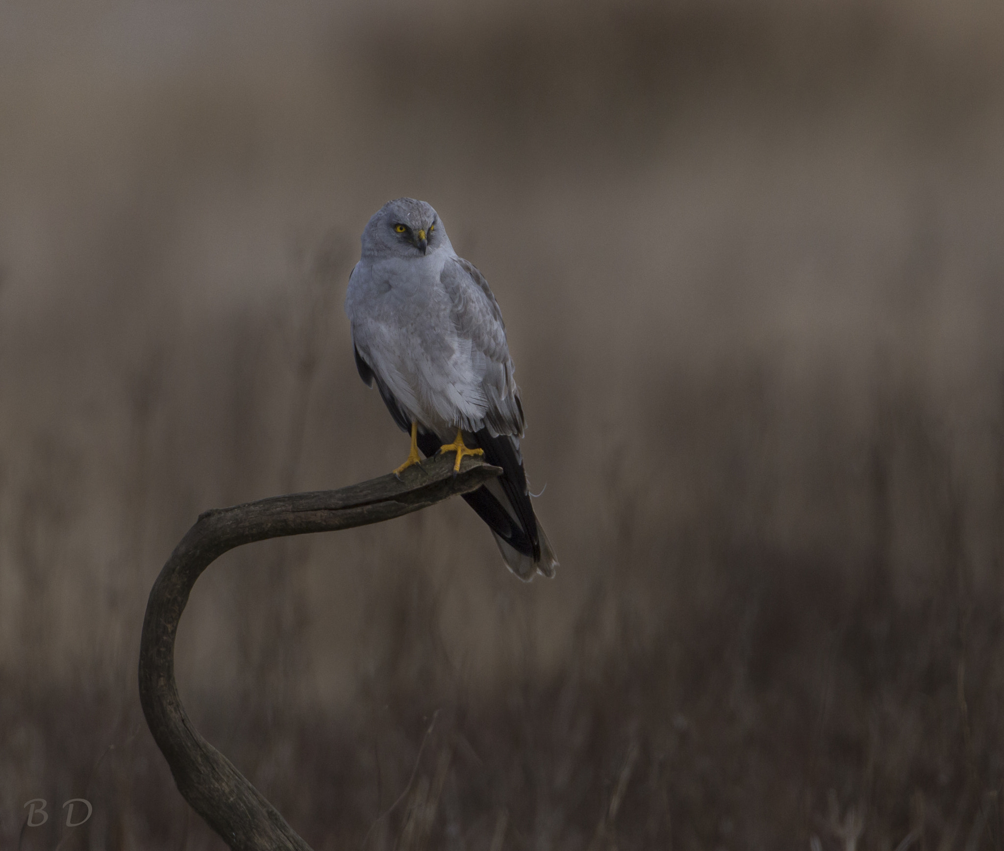Canon EOS 6D + Canon EF 200mm F2.8L II USM sample photo. Hen harriers male sitting and relaxing after a goo photography