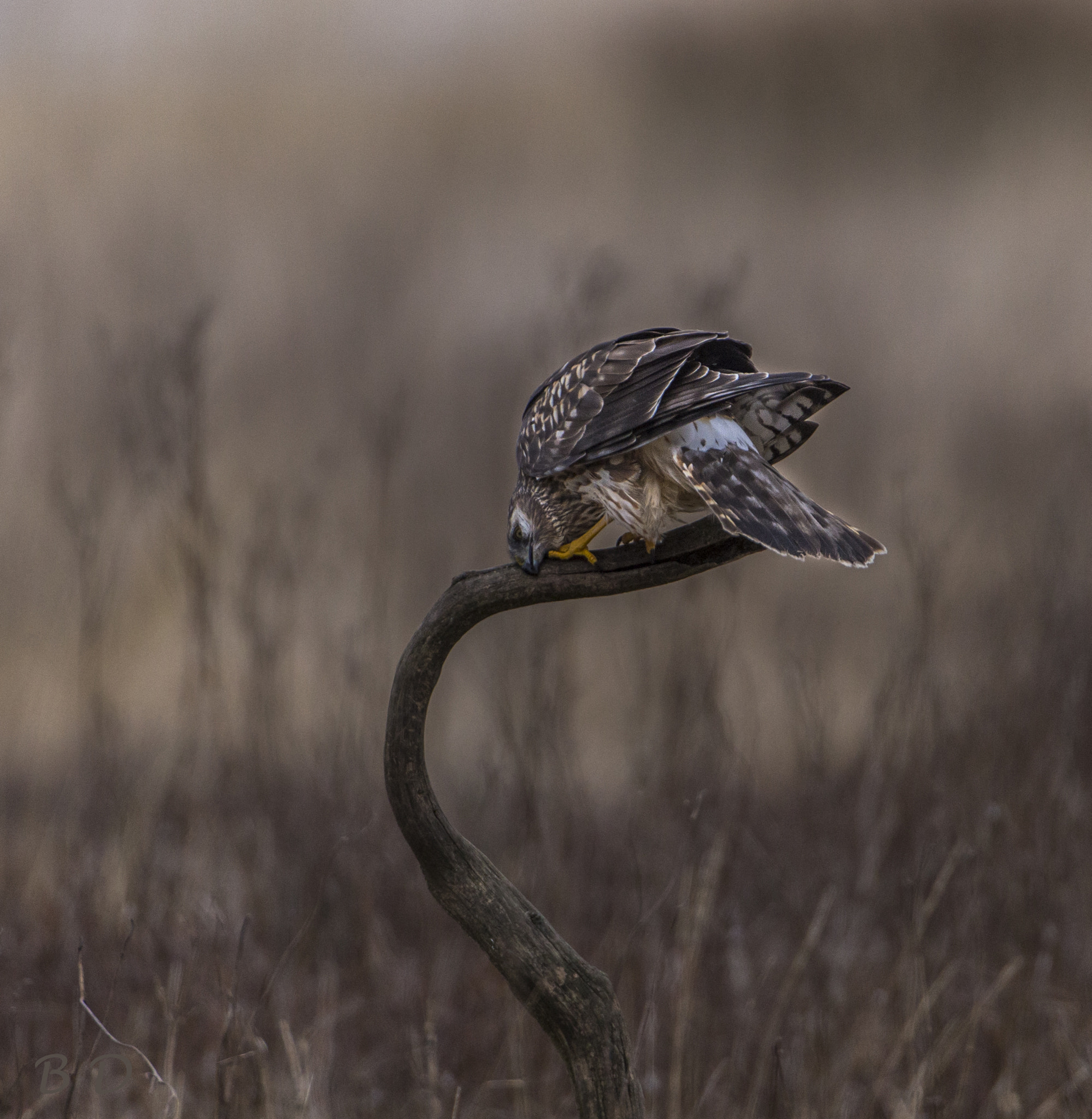 Canon EOS 6D + Canon EF 200mm F2.8L II USM sample photo. After eating is time to cleaning photography