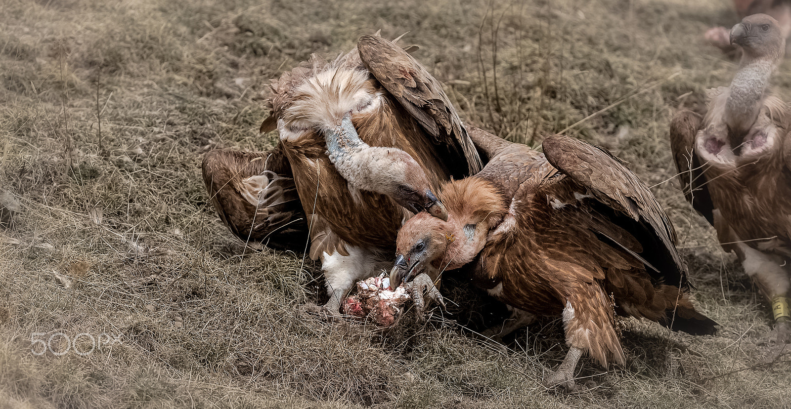 Canon EOS-1D X + Canon EF 400mm F5.6L USM sample photo. Combat de vautour -battle of vultures photography