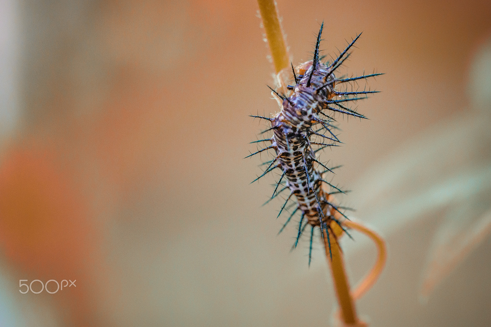 Sigma 105mm F2.8 EX DG OS HSM sample photo. #077 - caterpillar photography