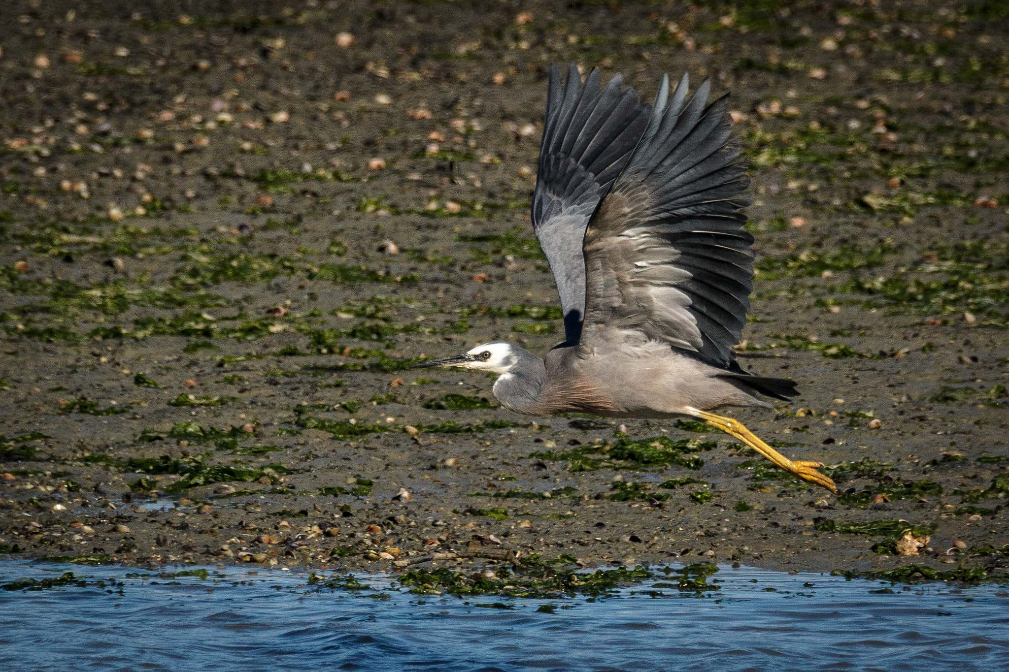 Sigma 150-600mm F5-6.3 DG OS HSM | C sample photo. Grey heron in flight photography