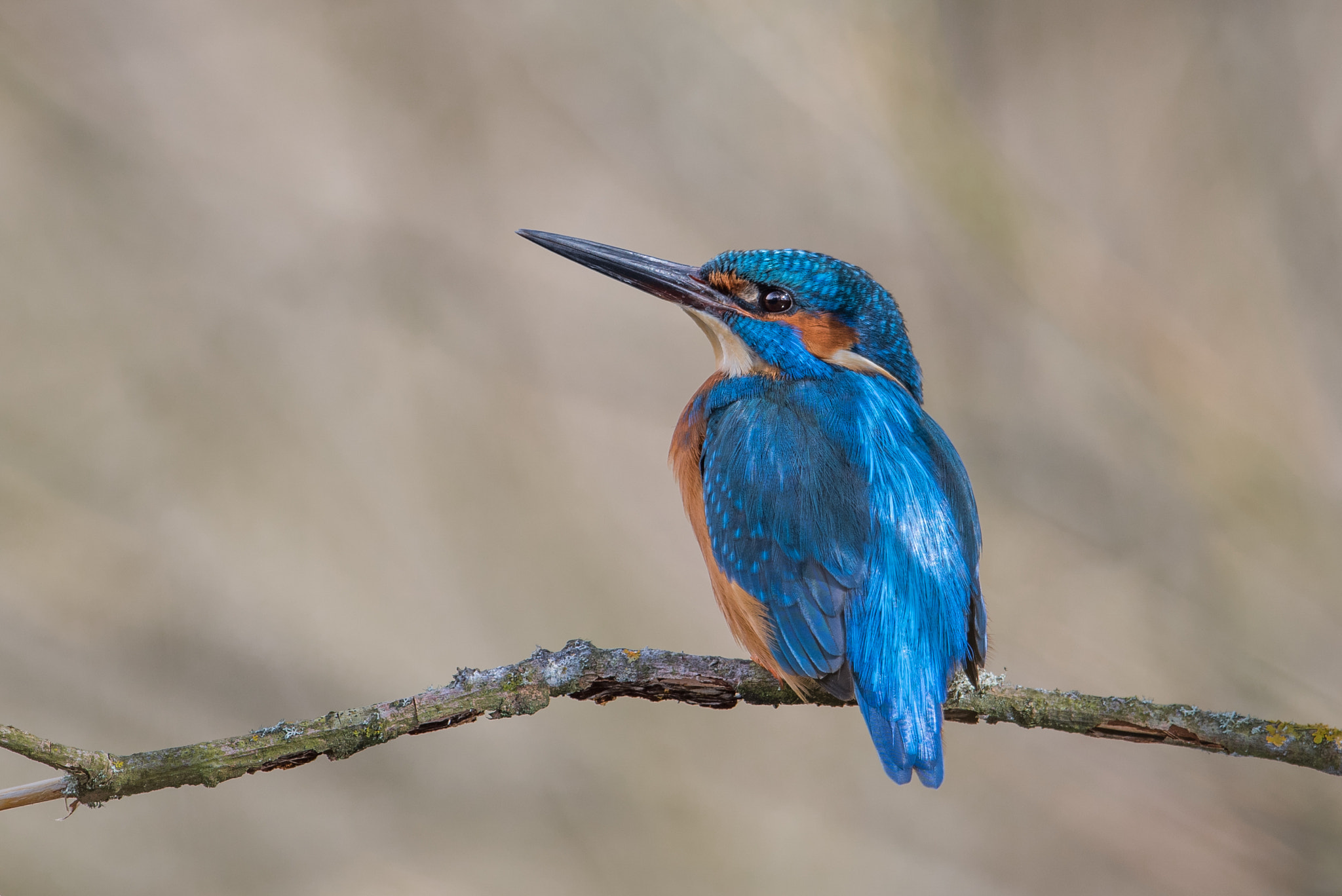 Nikon D810 + Nikon AF-S Nikkor 600mm F4G ED VR sample photo. Martin pecheur photography