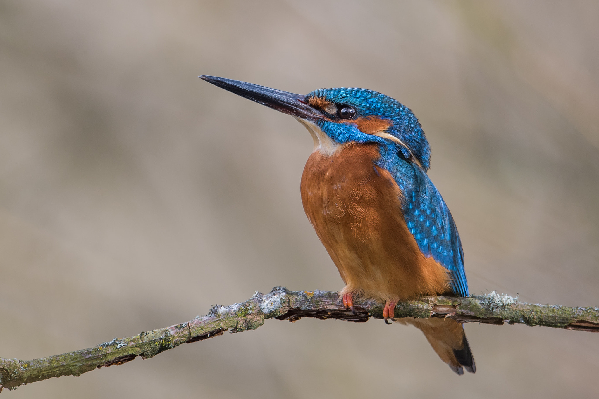 Nikon D810 + Nikon AF-S Nikkor 600mm F4G ED VR sample photo. Martin pecheur photography