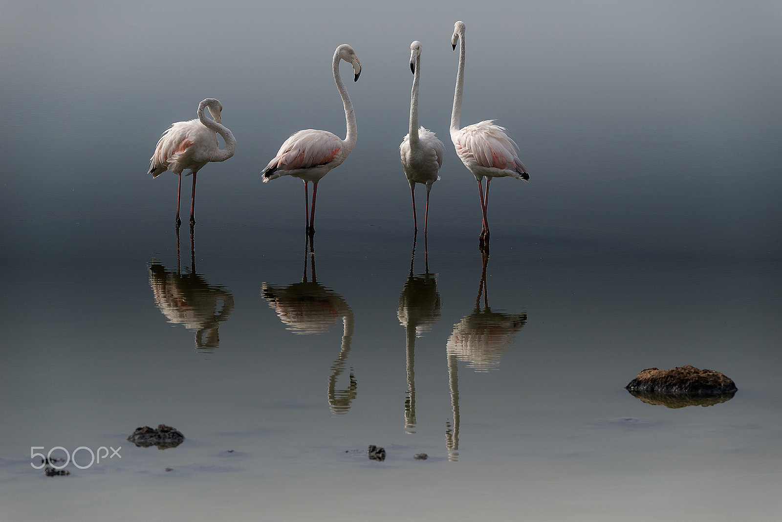 Sigma 150-500mm F5-6.3 DG OS HSM sample photo. Reflections photography