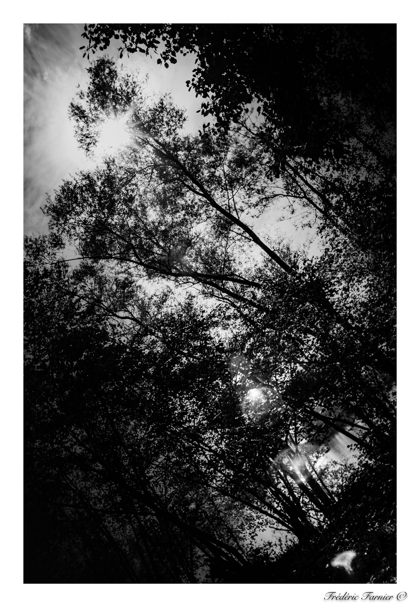 Nikon D7100 sample photo. Bnw tree and sun photography