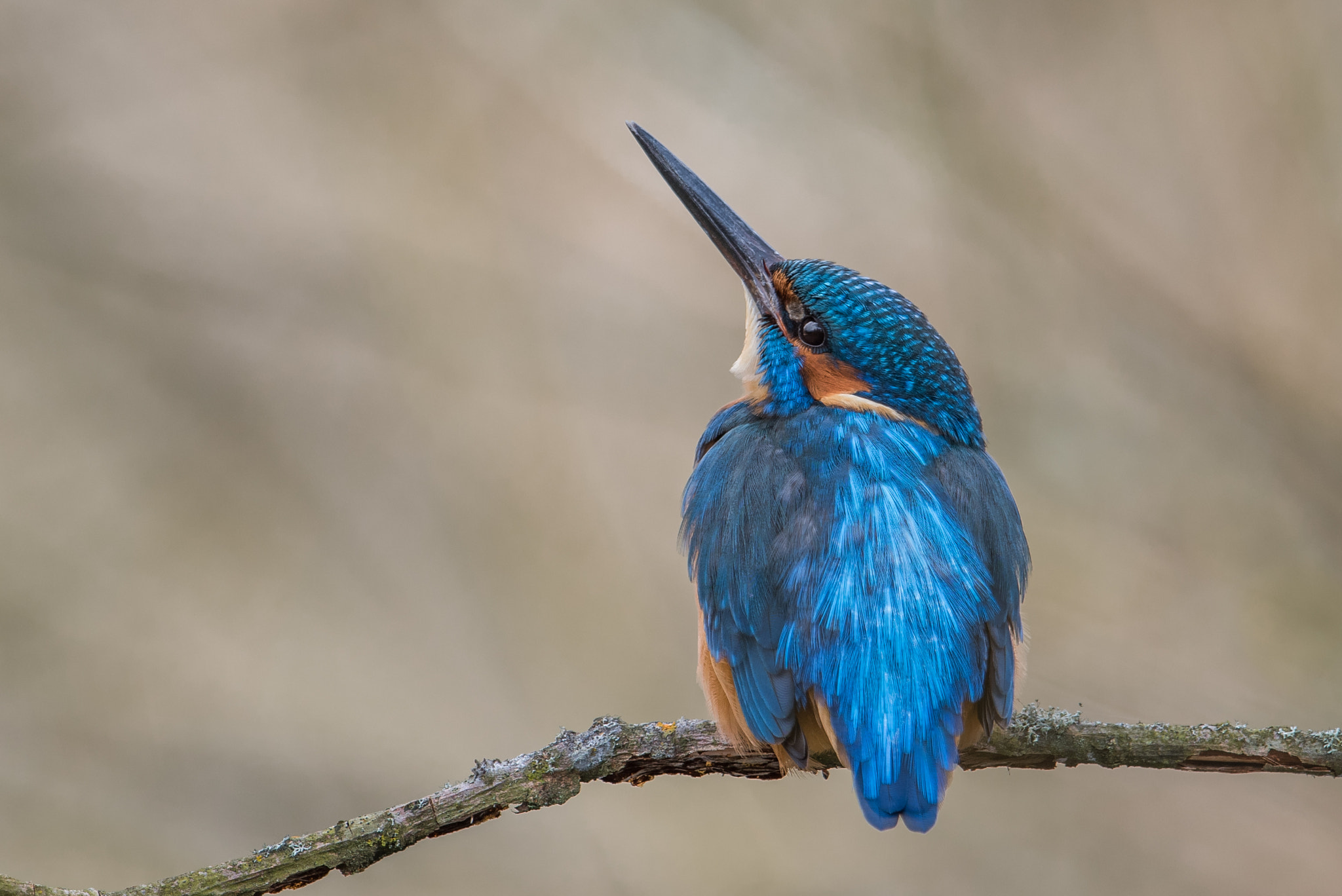 Nikon D810 + Nikon AF-S Nikkor 600mm F4G ED VR sample photo. Martin pecheur photography