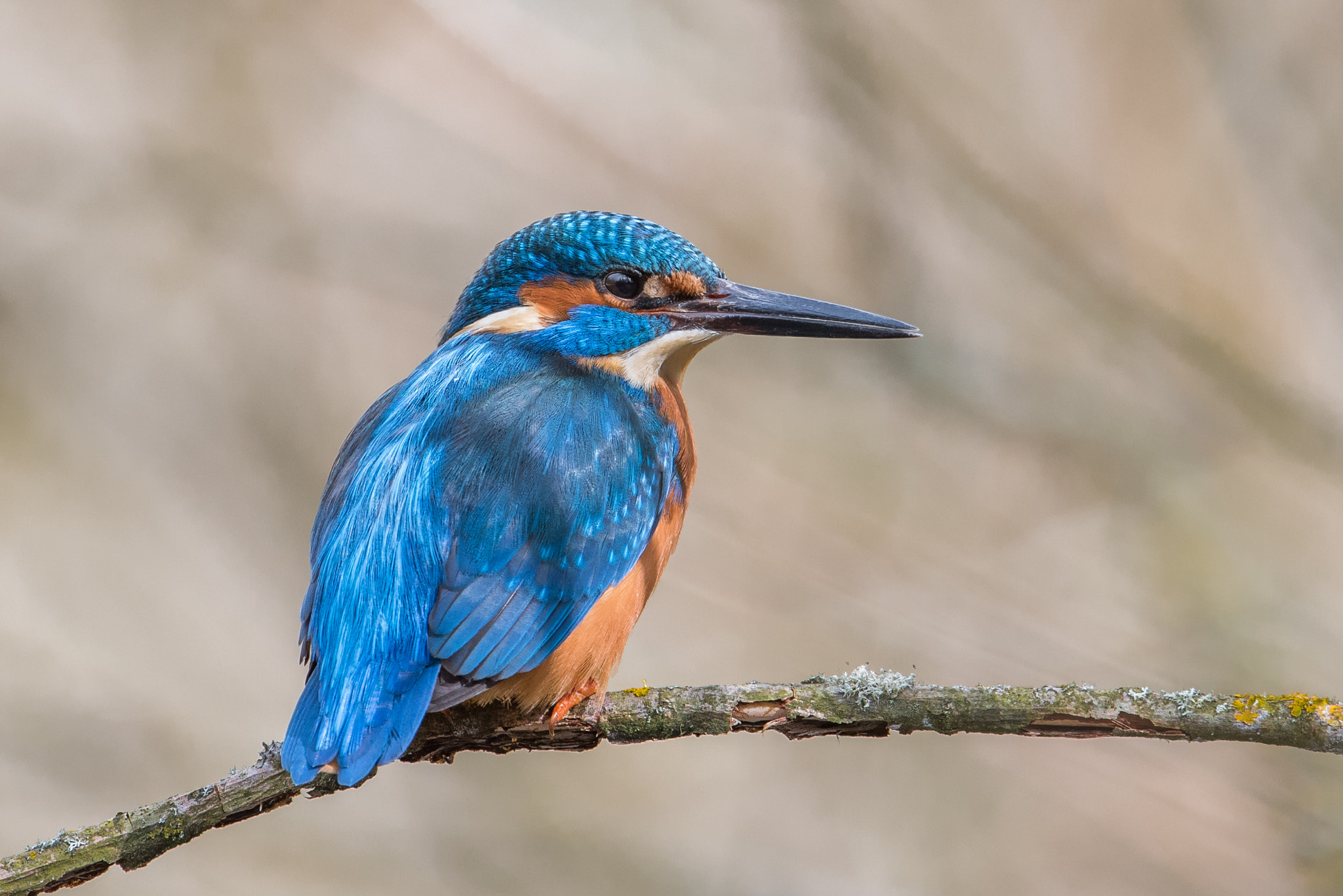 Nikon AF-S Nikkor 600mm F4G ED VR sample photo. Martin pecheur photography