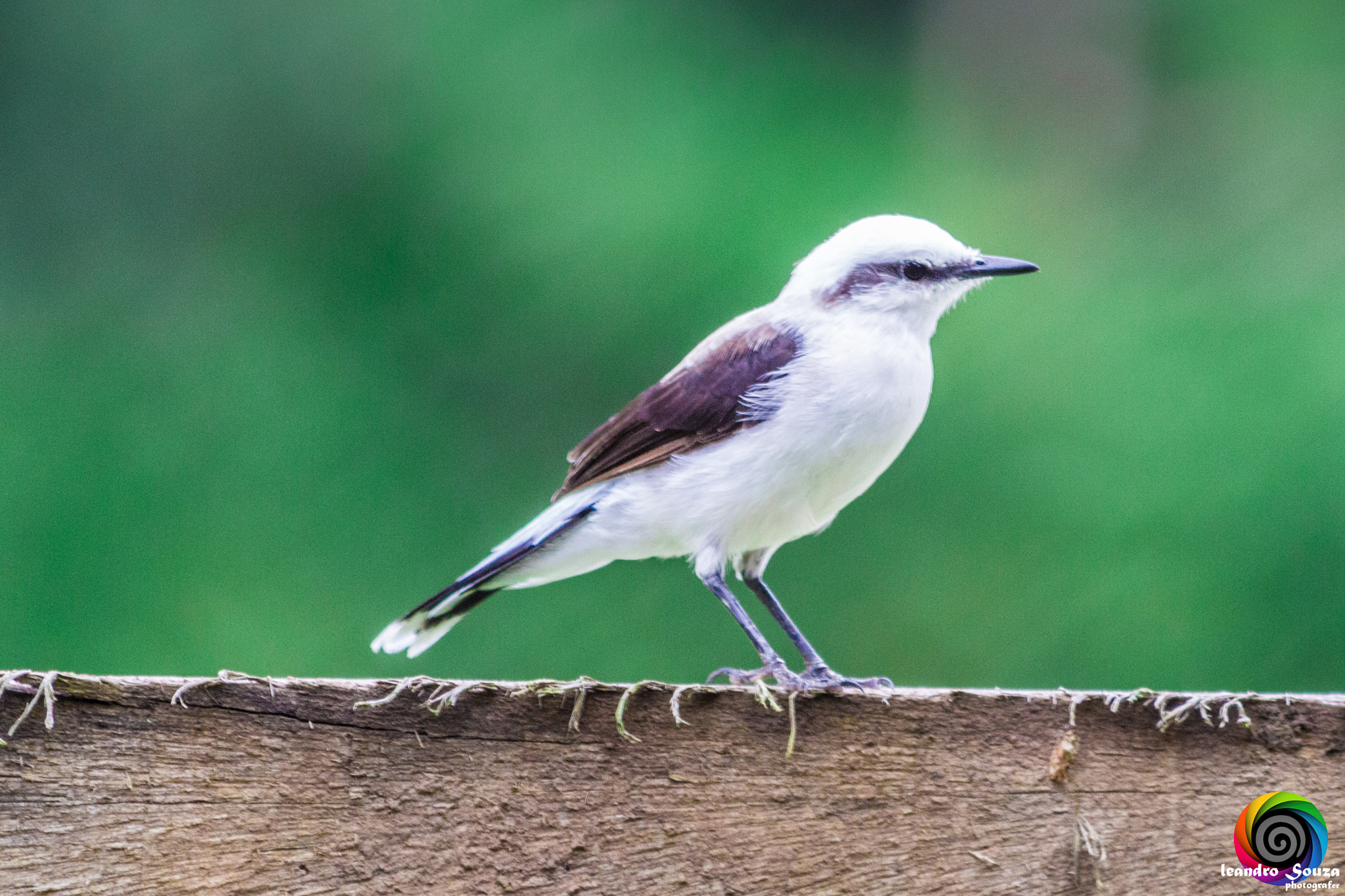 Canon EF 70-300mm F4-5.6 IS USM sample photo. Birds photography