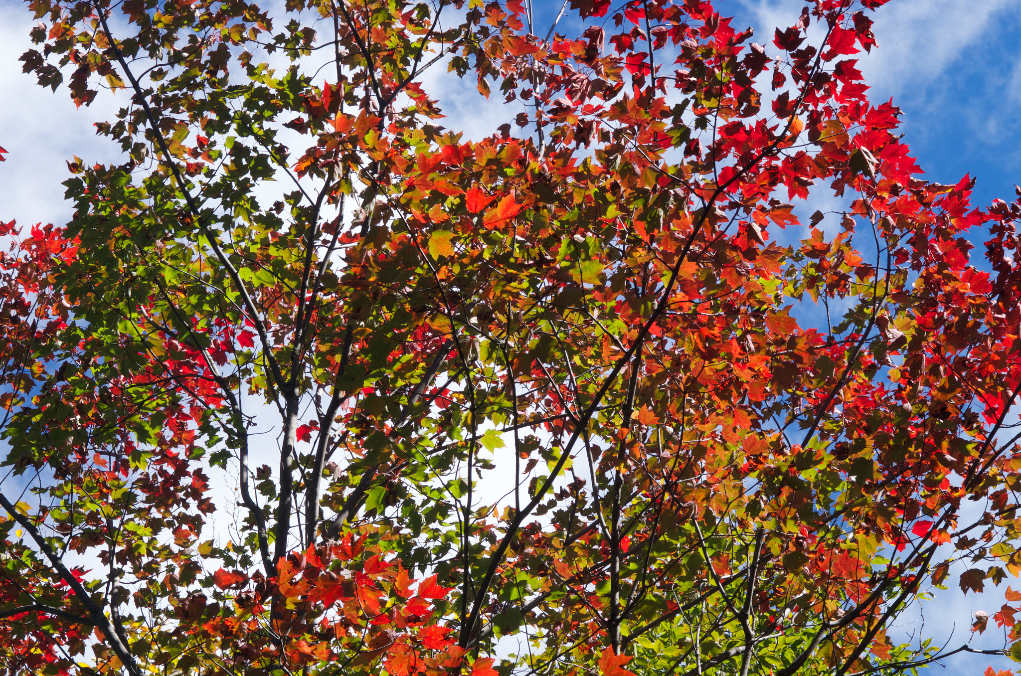 Pentax K-5 II + smc PENTAX-FA Macro 100mm F2.8 sample photo. Fall (2015) photography