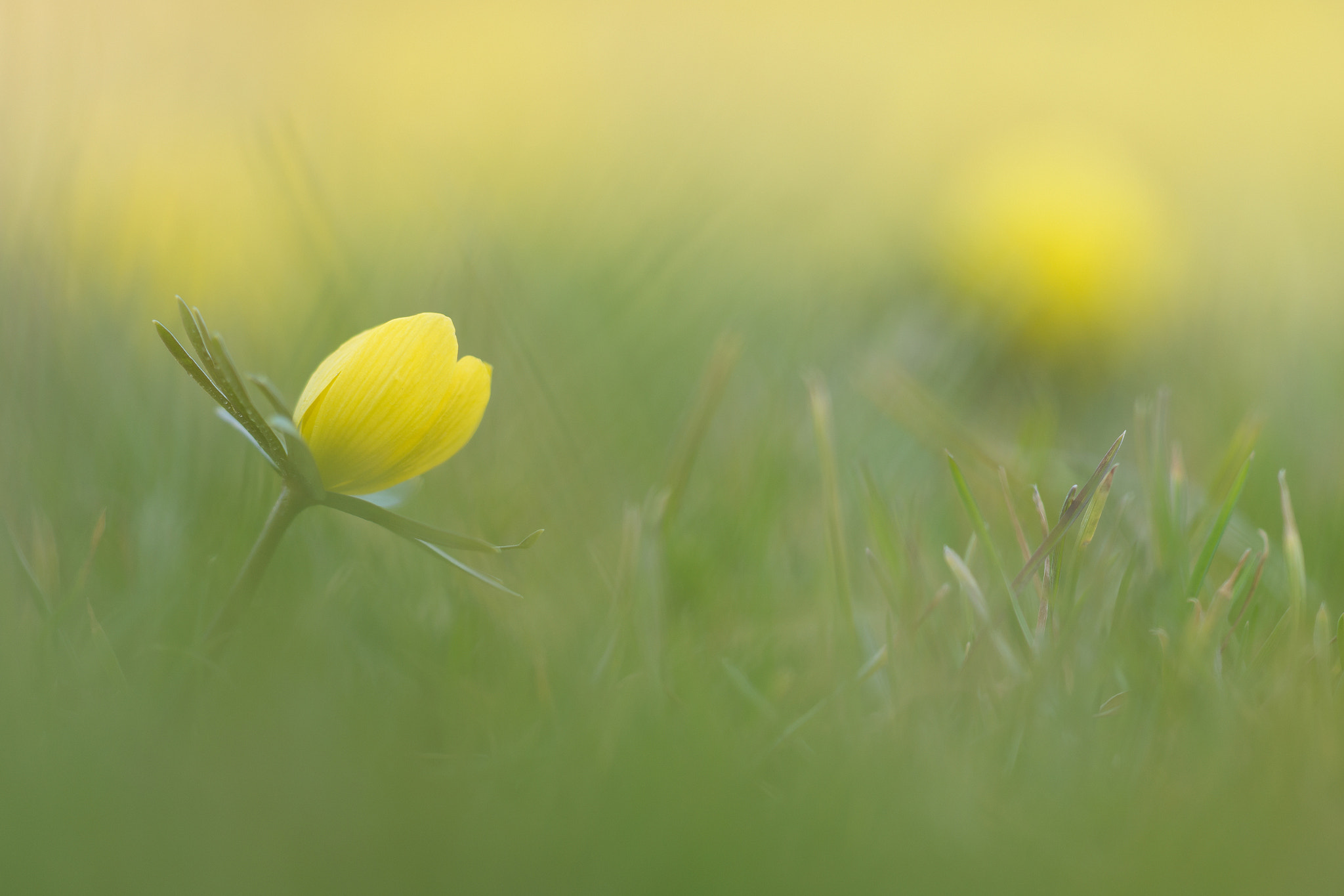Sigma 150mm F2.8 EX DG Macro HSM sample photo. Eranthis hyemalis photography