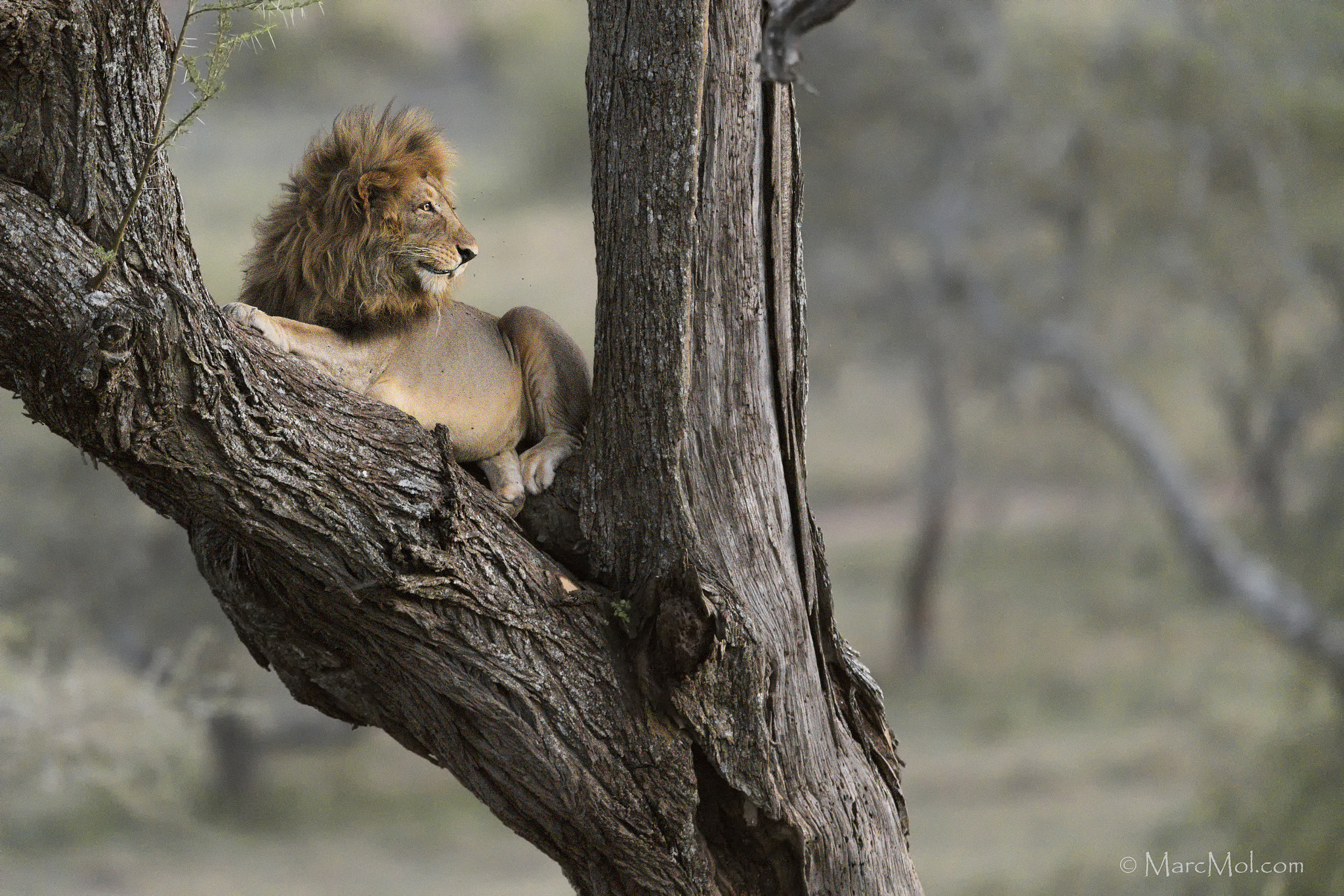 Nikon AF-S Nikkor 400mm F2.8E FL ED VR sample photo. Treetop pride male photography