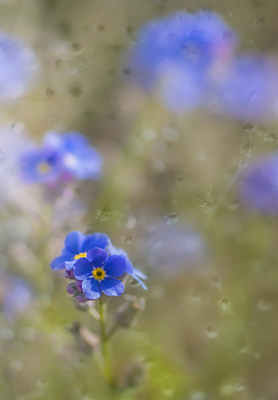 Sony SLT-A58 sample photo. Flowers photography