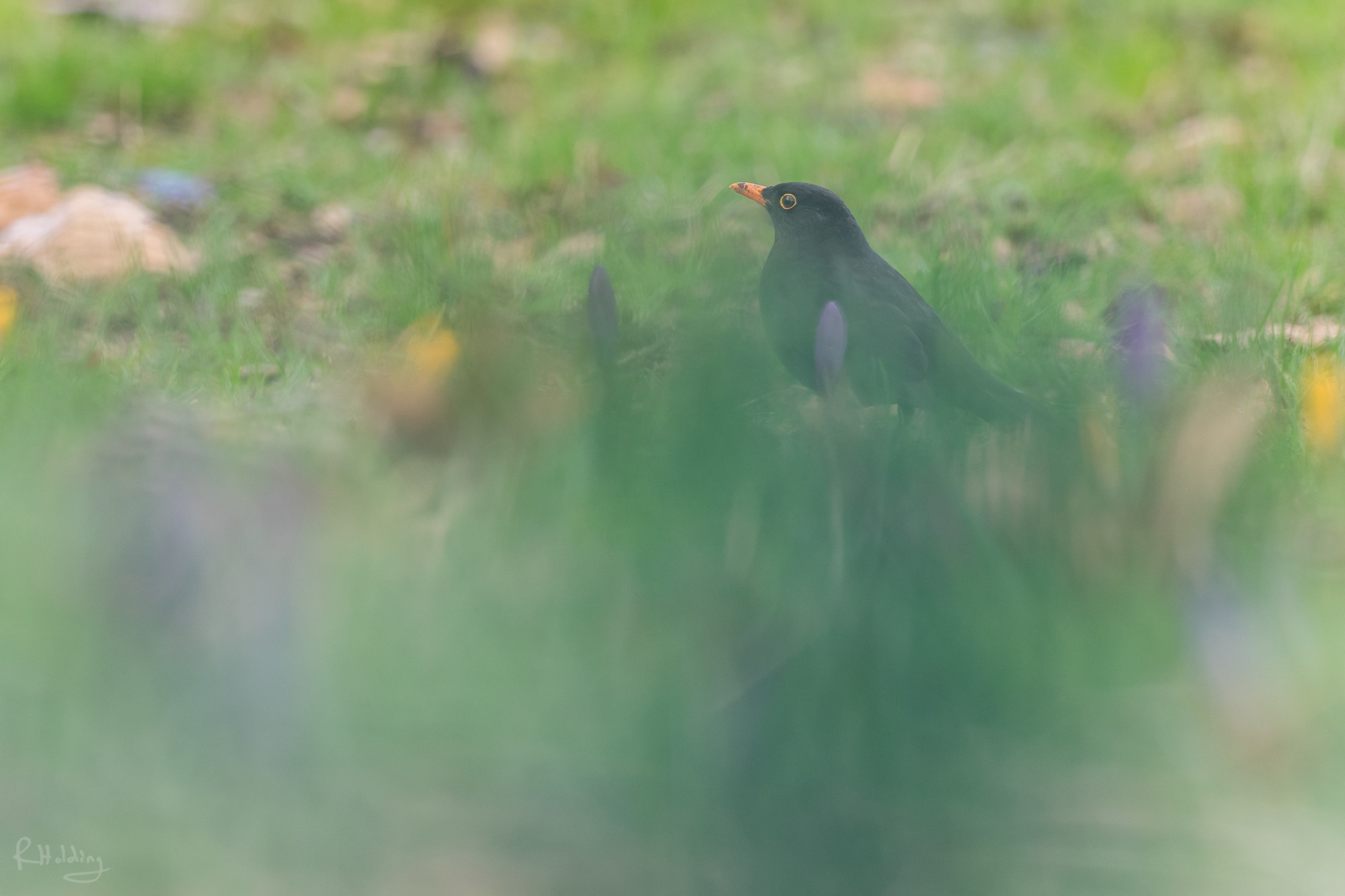 Olympus OM-D E-M1 + OLYMPUS M.300mm F4.0 sample photo. Dreamy blackbird photography