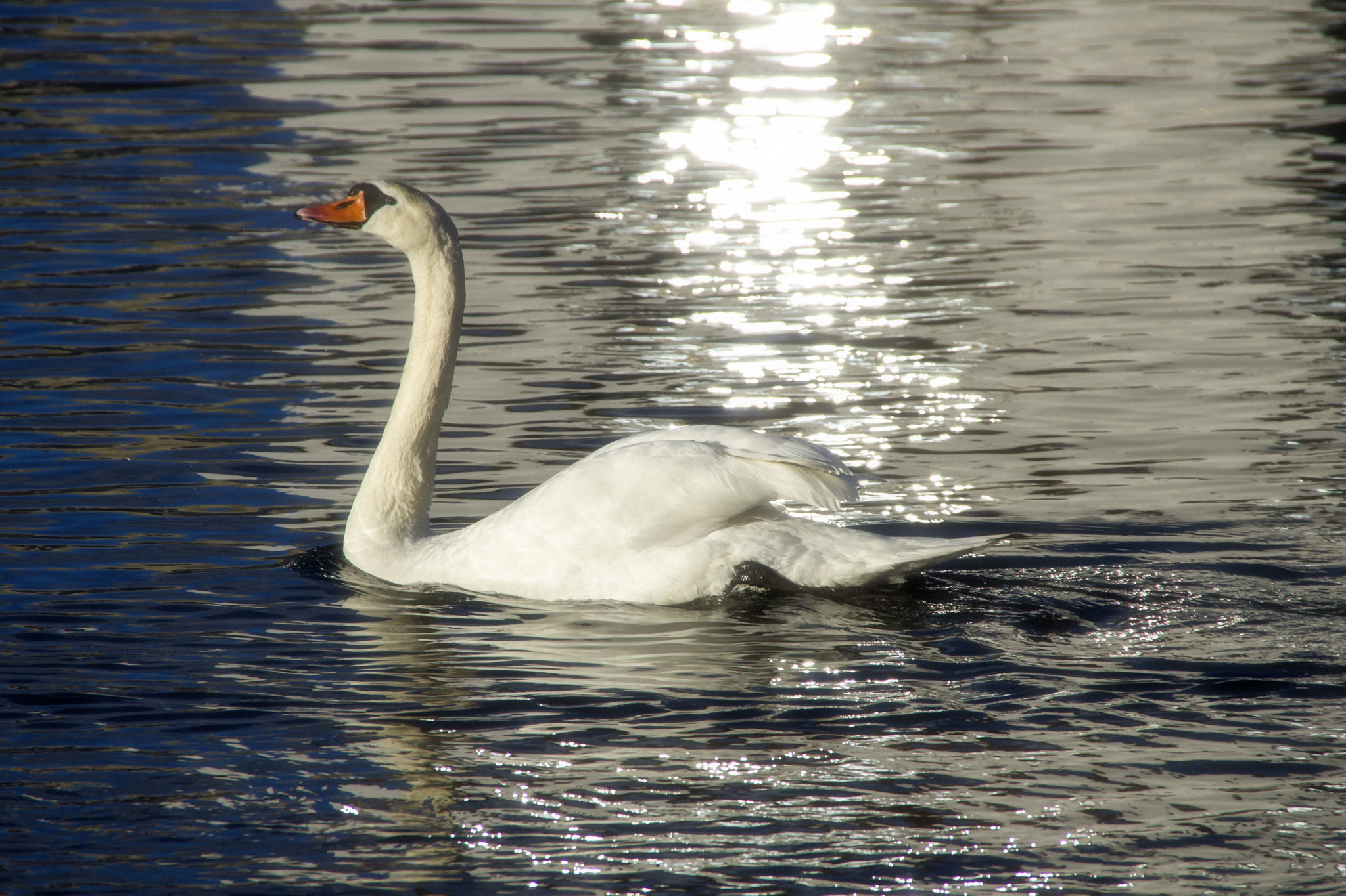 Pentax K-5 sample photo. Proud swan photography