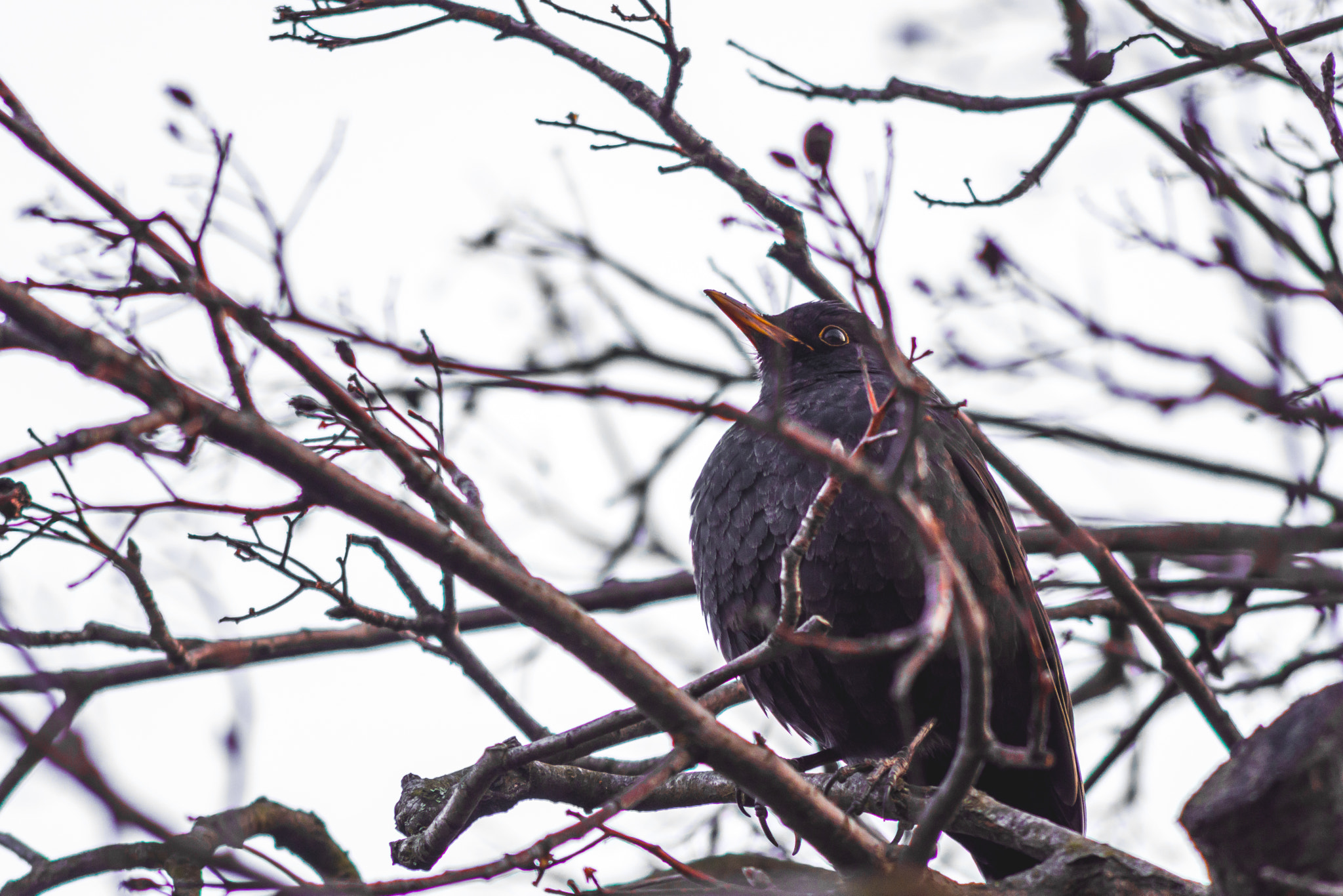 AF Nikkor 70-210mm f/4-5.6 sample photo. Blackbird ii. photography