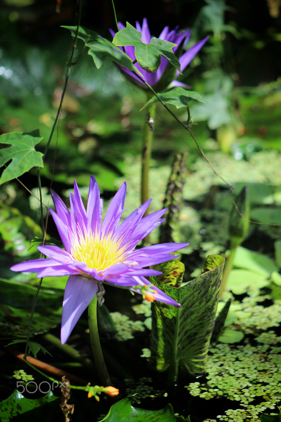 Canon EF 75-300mm f/4-5.6 USM sample photo. Blue egyptian water lily photography