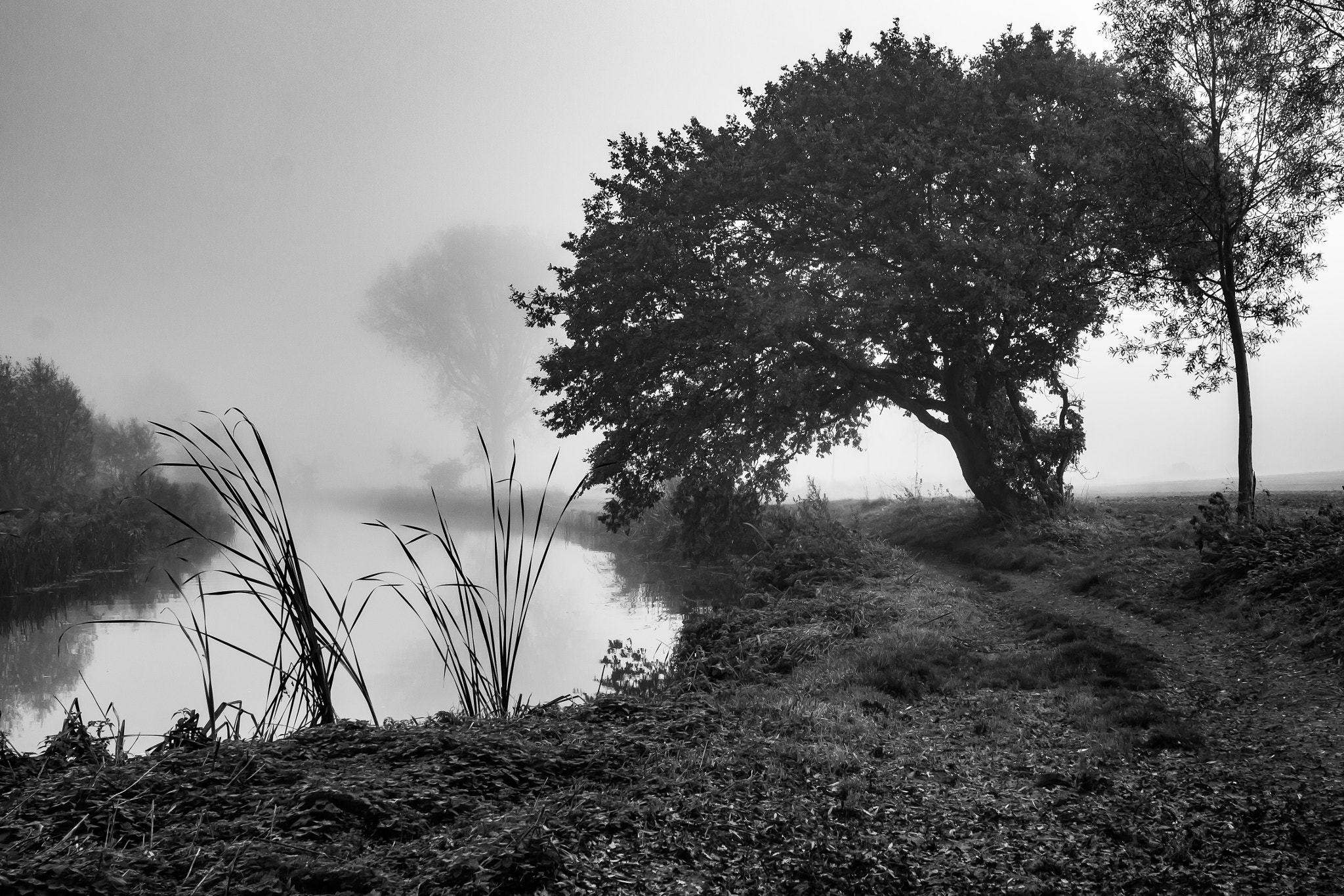 Canon EOS 60D + Canon EF 24-70mm F2.8L USM sample photo. River in the mist photography