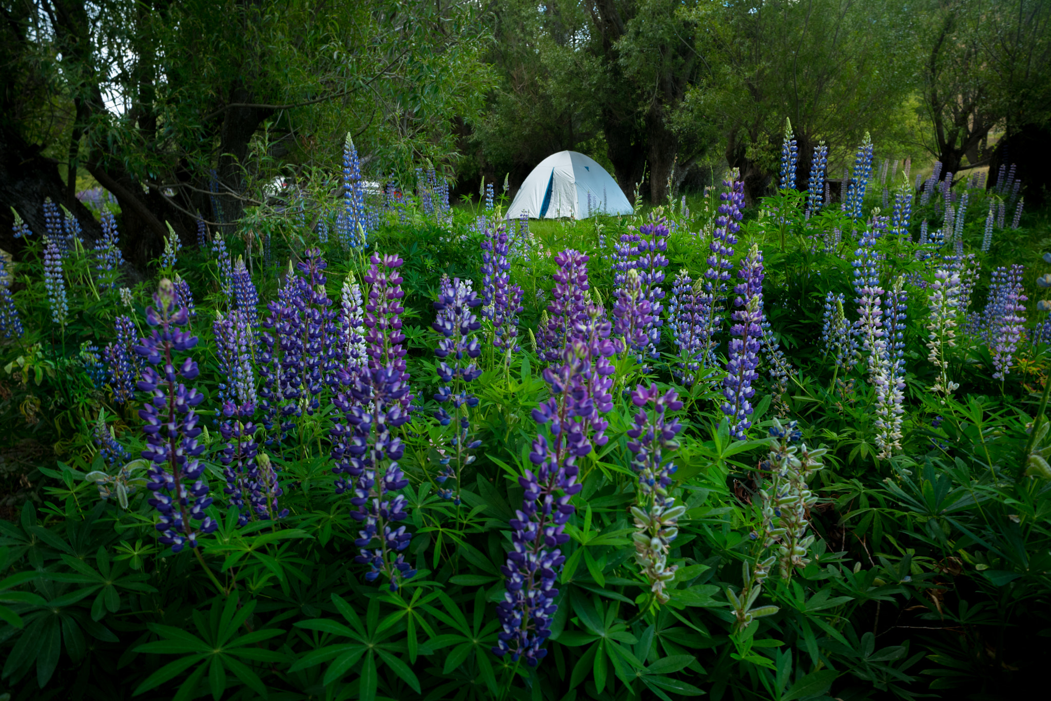 AF Nikkor 20mm f/2.8 sample photo. Lupin explosion photography