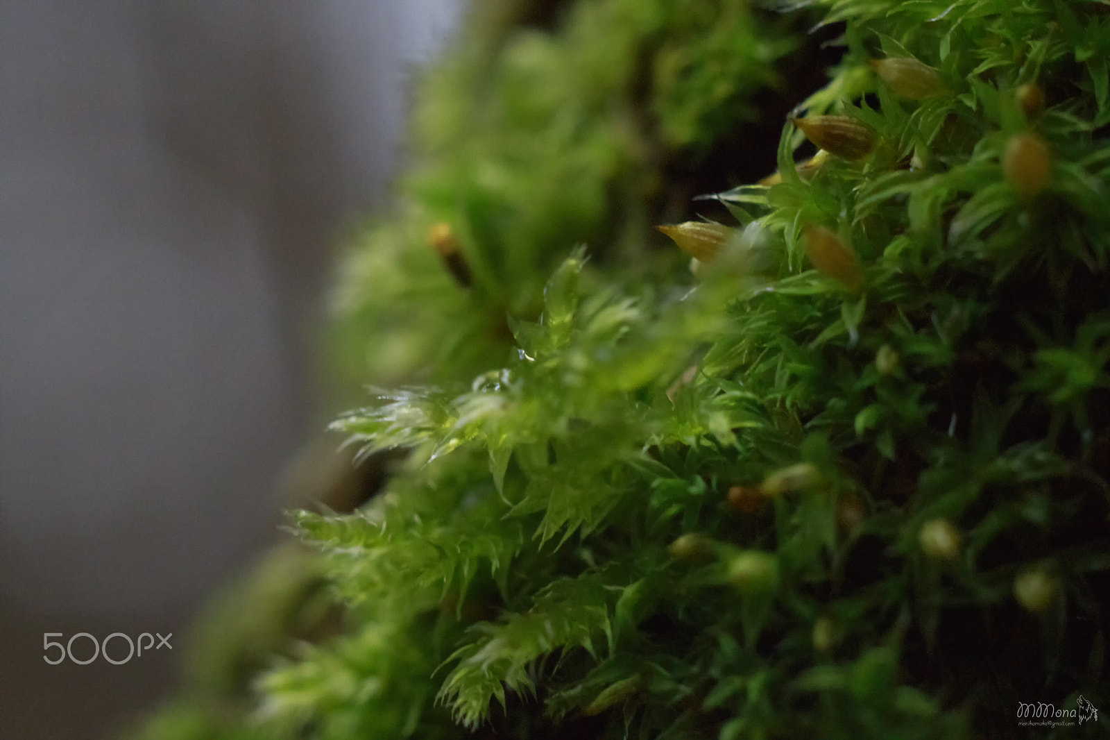 Canon EF 35-80mm f/4-5.6 sample photo. Spring photography