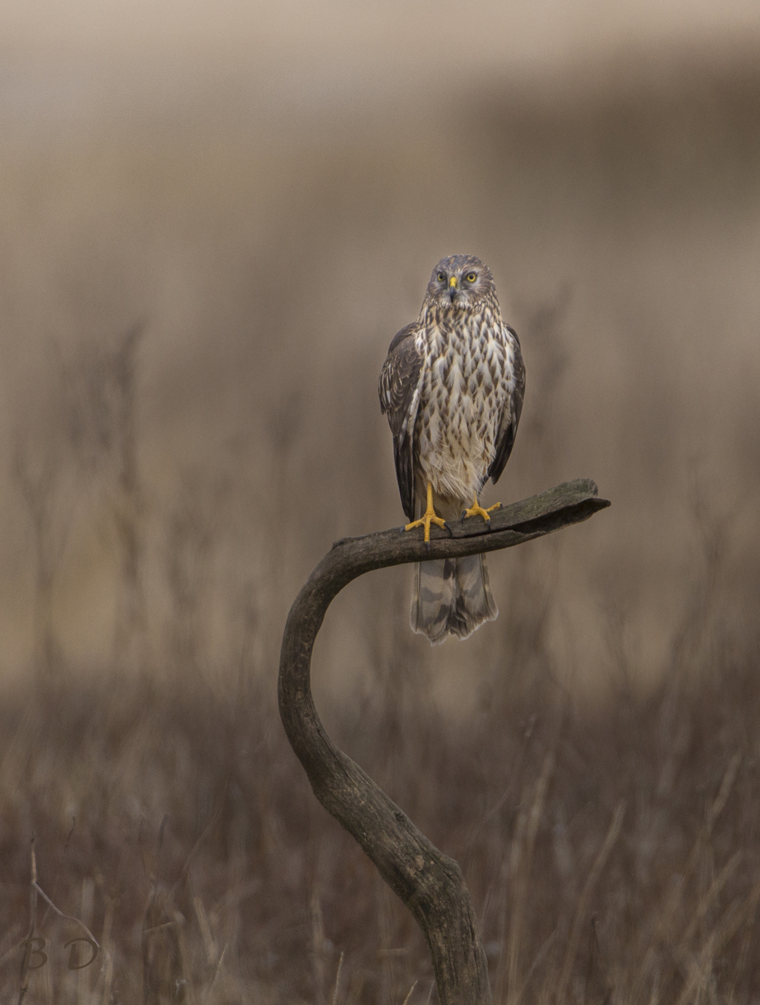 Canon EOS 6D + Canon EF 200mm F2.8L II USM sample photo. Hen harrier adult female photography