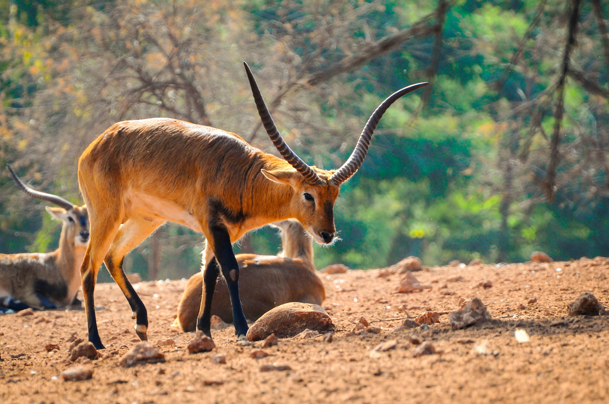 Nikon D5000 sample photo. The gazelle in the forest photography