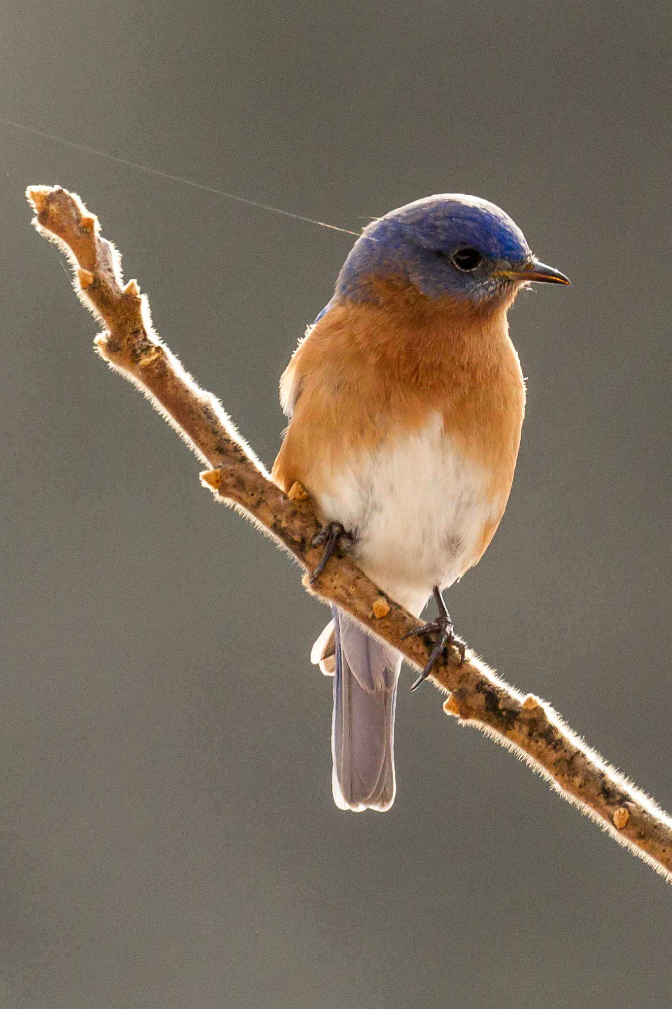 Canon EOS 7D + Canon EF 100-400mm F4.5-5.6L IS II USM sample photo. Eastern bluebird photography