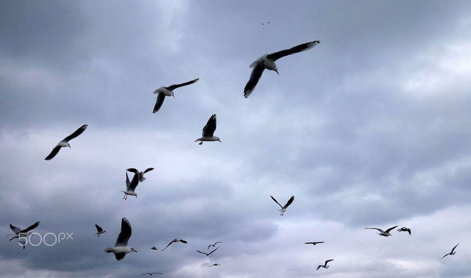 Xiaomi HM Note 2 sample photo. A flock of seagulls on cloudy sky background photography