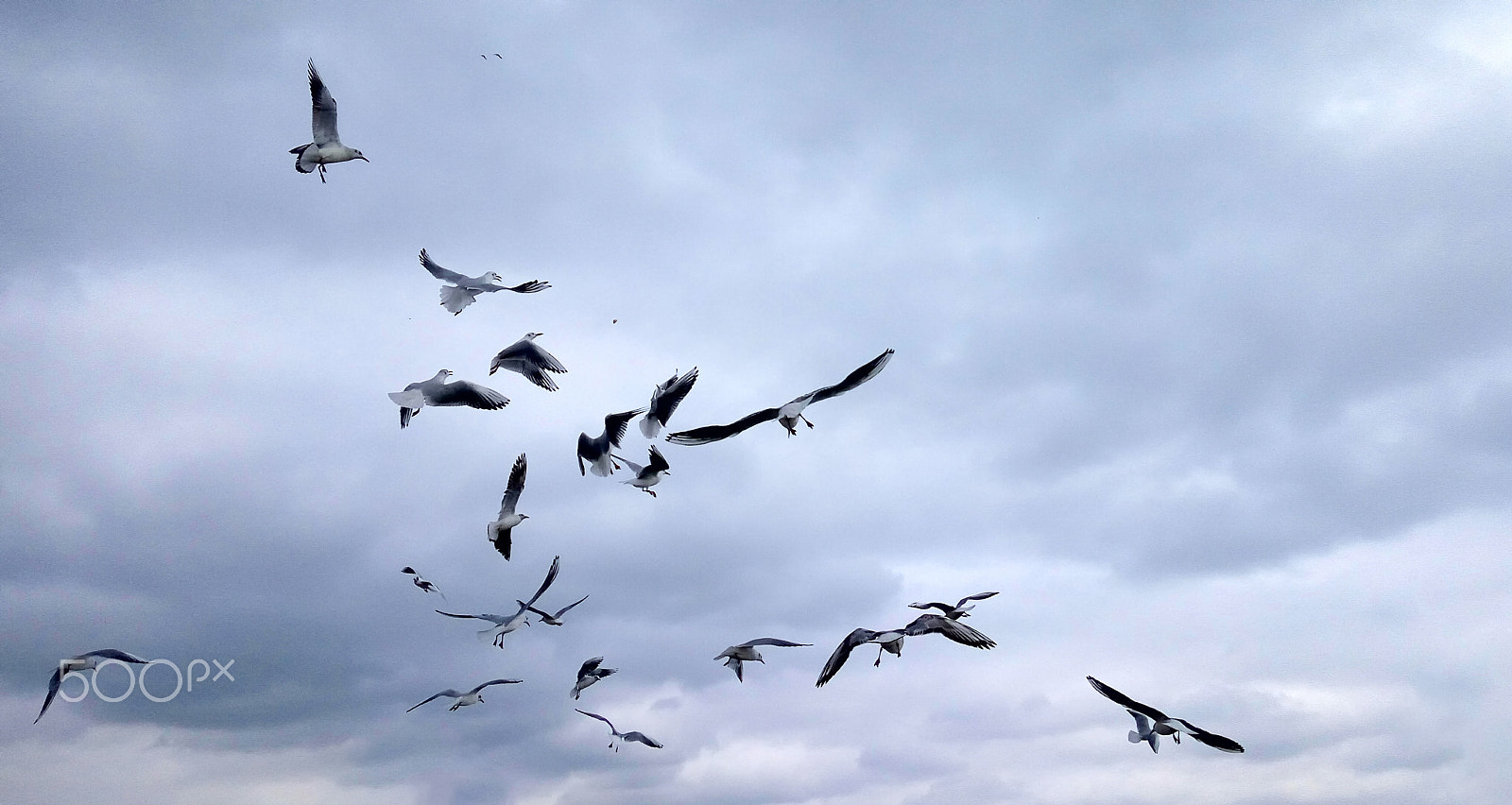Xiaomi HM Note 2 sample photo. A flock of seagulls on cloudy sky background photography