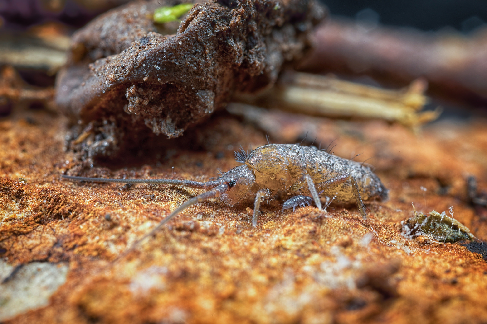 Canon EOS 5D Mark IV + Canon MP-E 65mm F2.5 1-5x Macro Photo sample photo. Take cover! photography