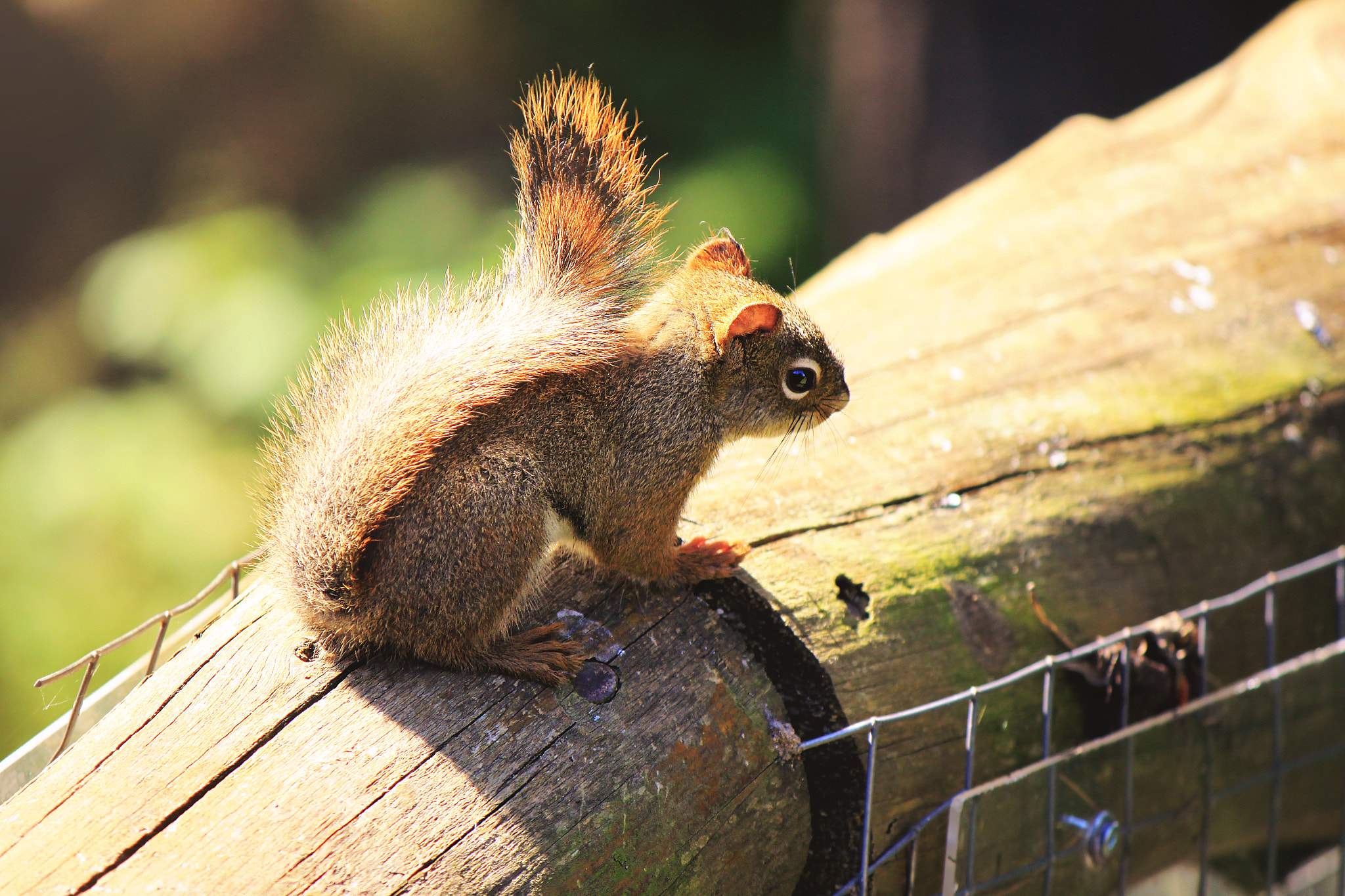Canon EOS 500D (EOS Rebel T1i / EOS Kiss X3) sample photo. Little squirrel photography
