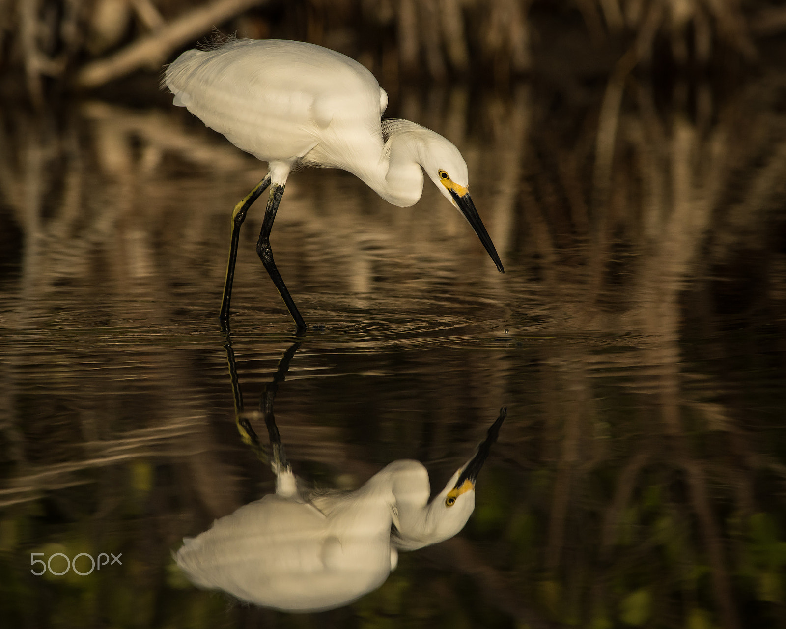 Nikon D810 sample photo. Snowy egret reflection photography