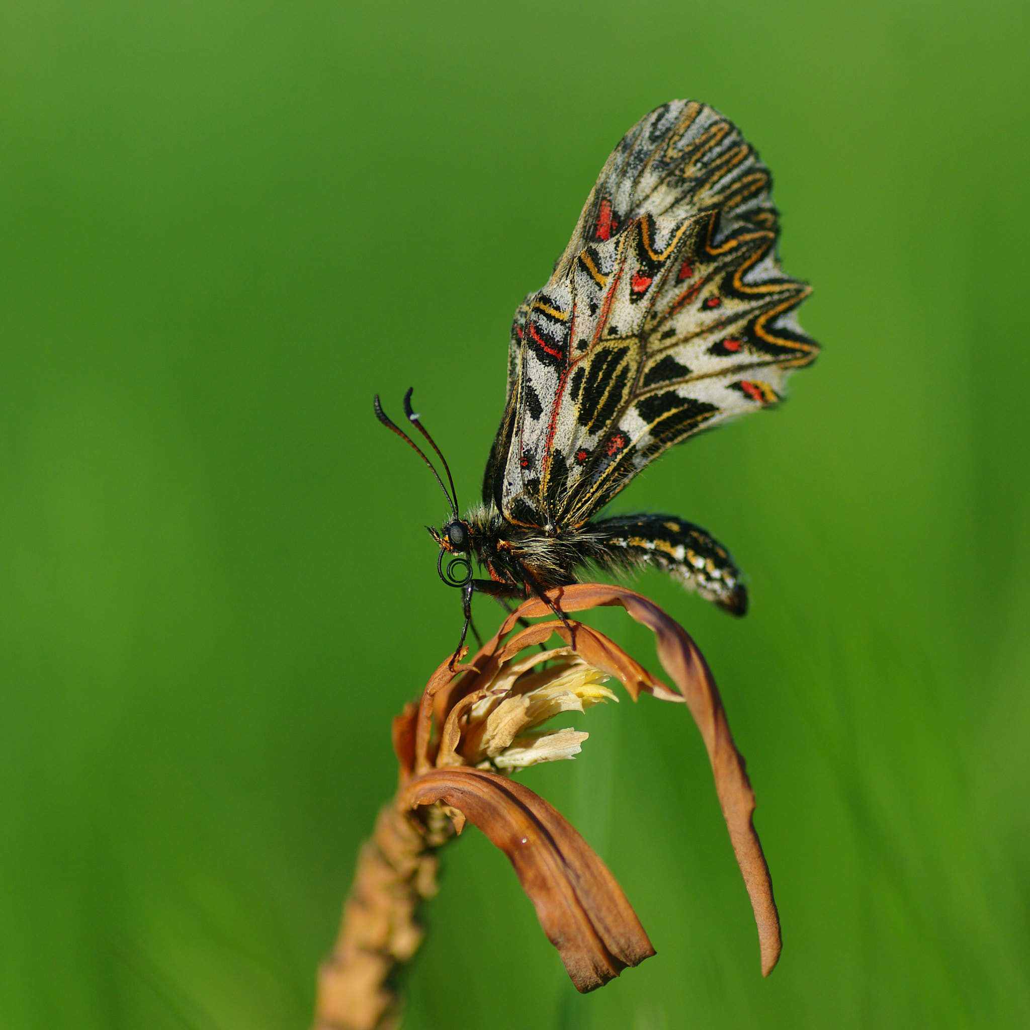 Pentax K20D + Tamron SP AF 90mm F2.8 Di Macro sample photo. Поликсена photography