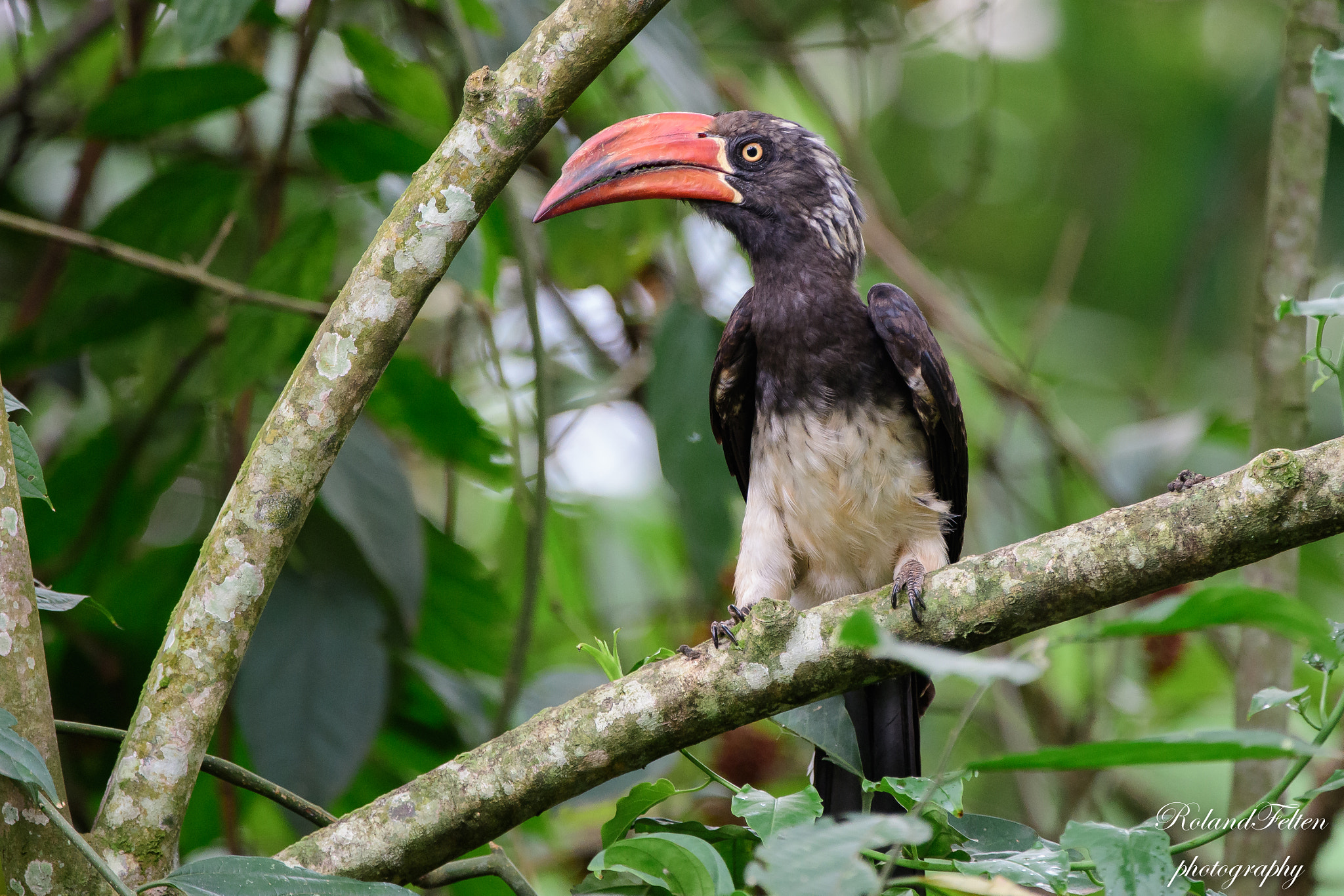 Nikon AF-S Nikkor 200-400mm F4G ED-IF VR sample photo. Crowned hornbill photography