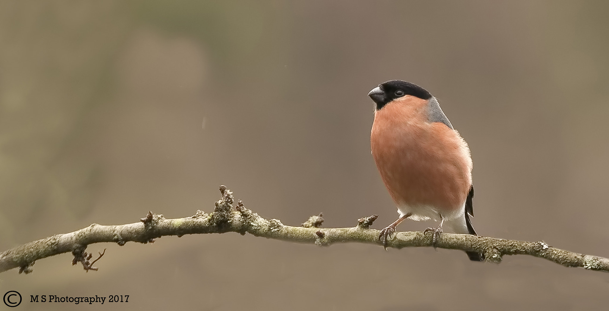 Canon EF 70-300mm F4-5.6L IS USM sample photo. Bullfinch male photography