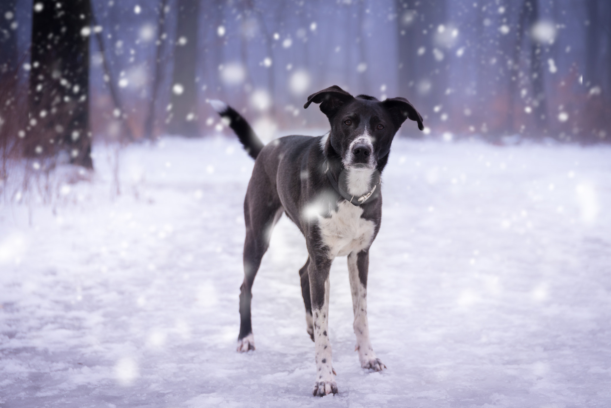 Nikon D750 + Sigma 24-105mm F4 DG OS HSM Art sample photo. Snowy winter photography