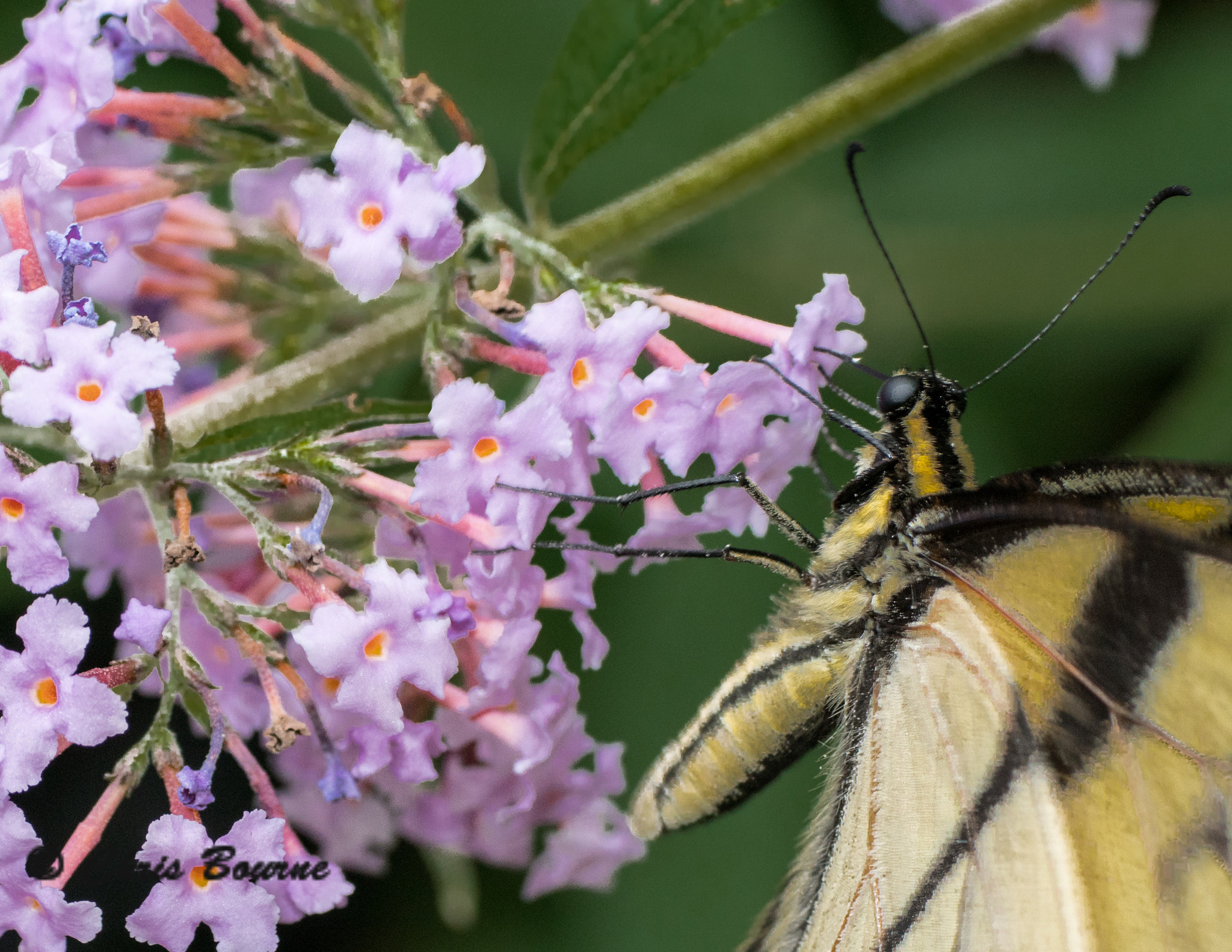 Sony a7R II sample photo. Memories of butterflies, warm, and sunny days photography