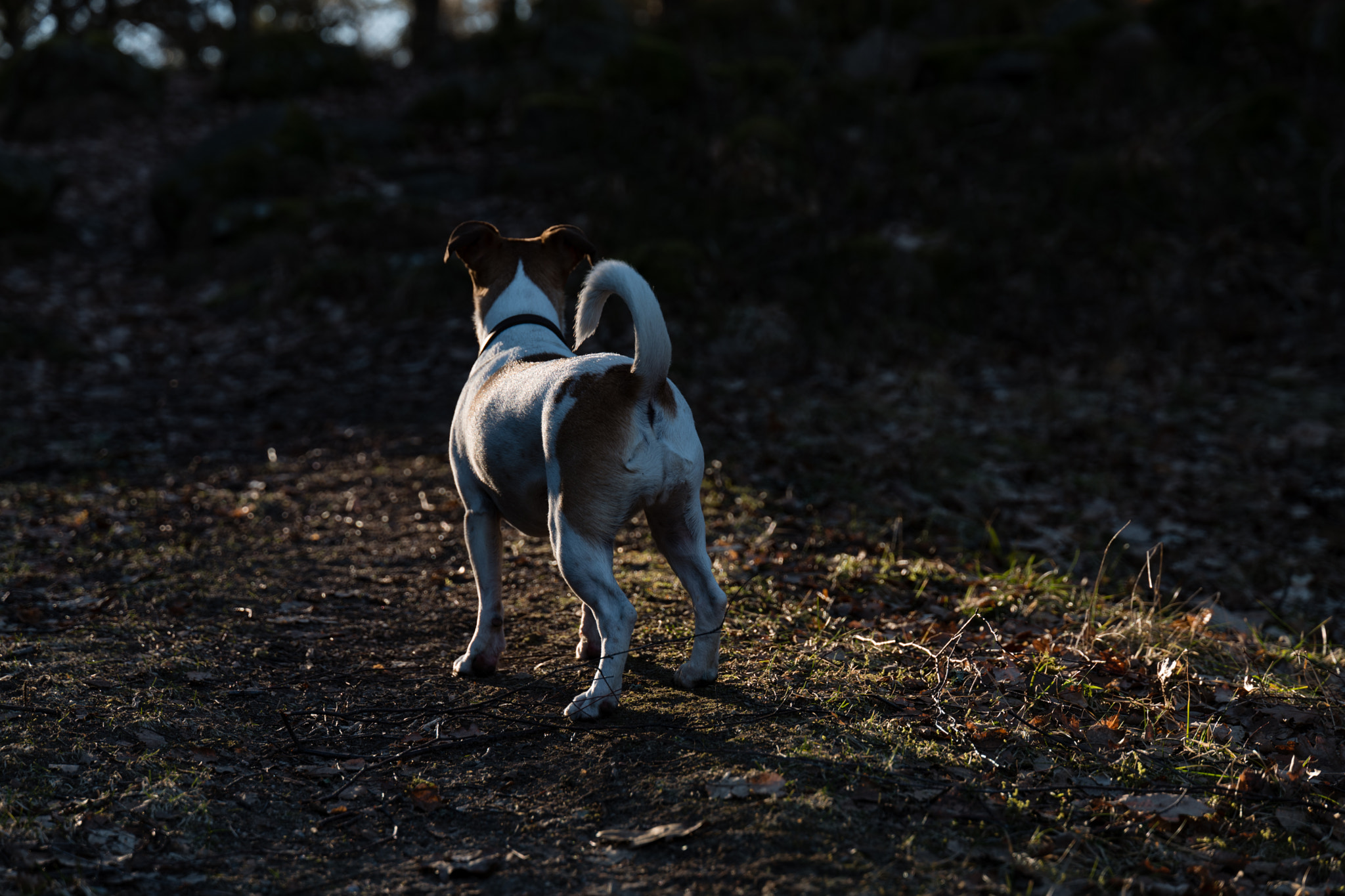 VARIO-ELMARIT 1:2.8-4.0/24-90mm ASPH. OIS sample photo. Afternoon stroll in the forest photography